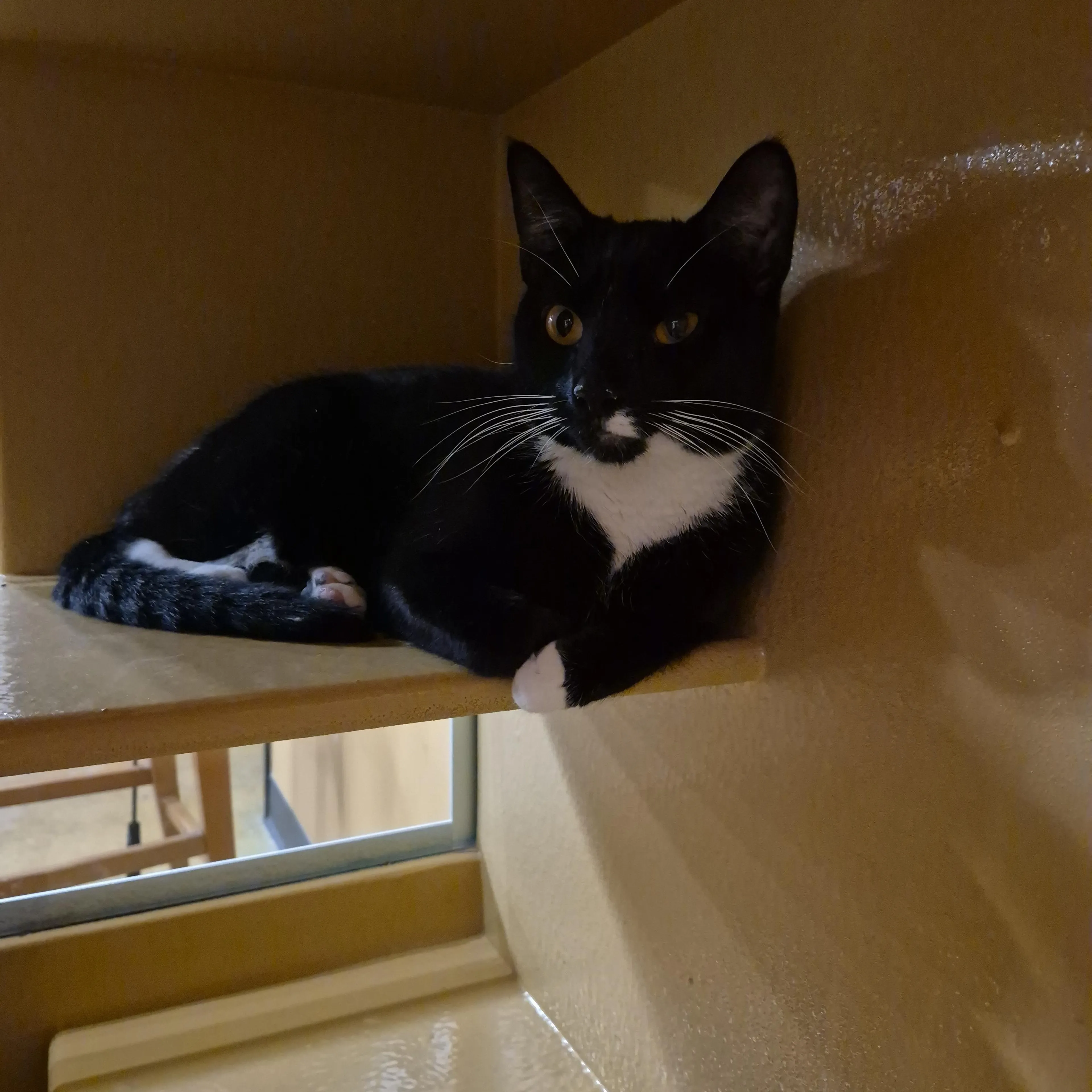 Found pet-1