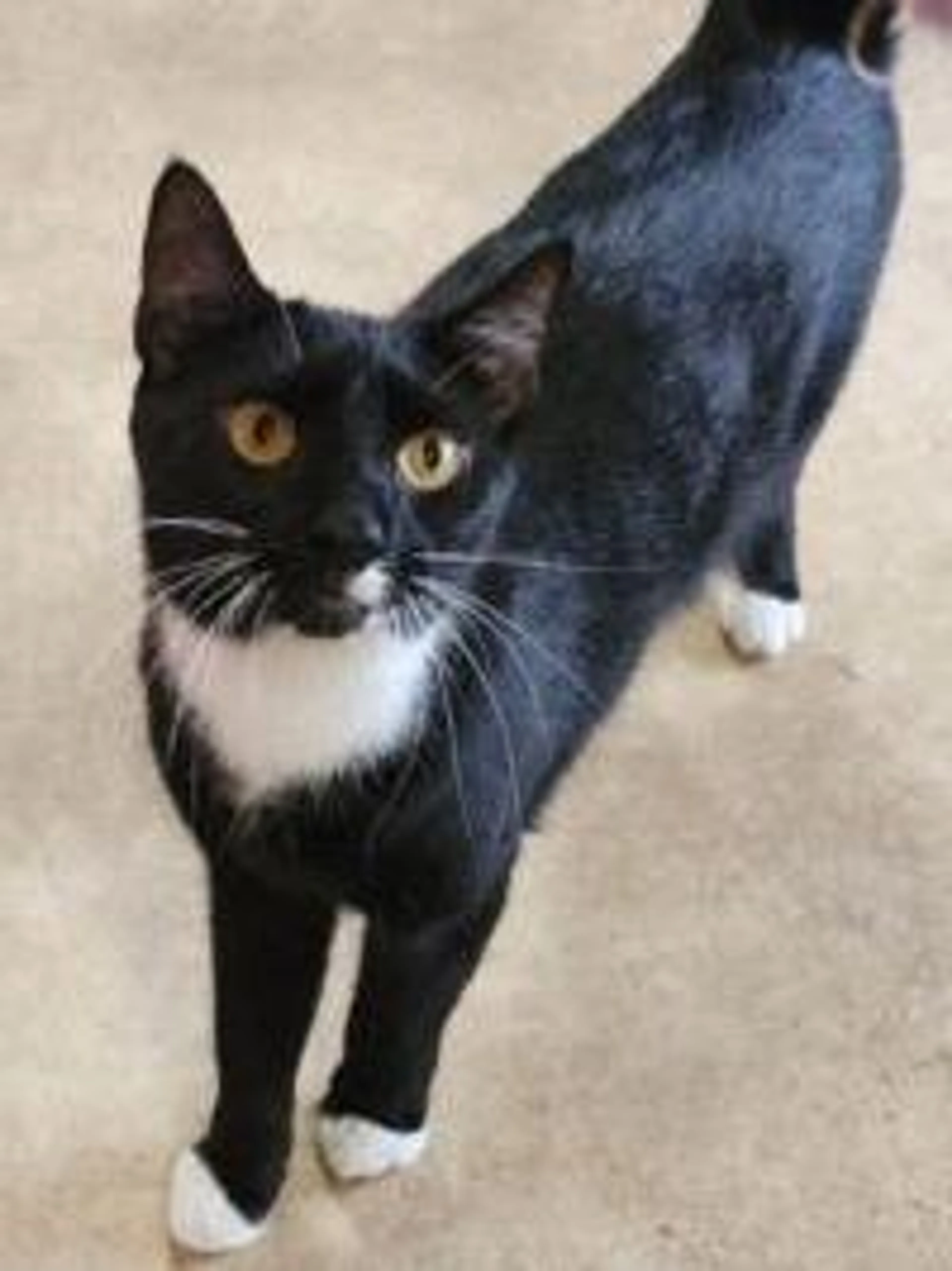 Found pet-5