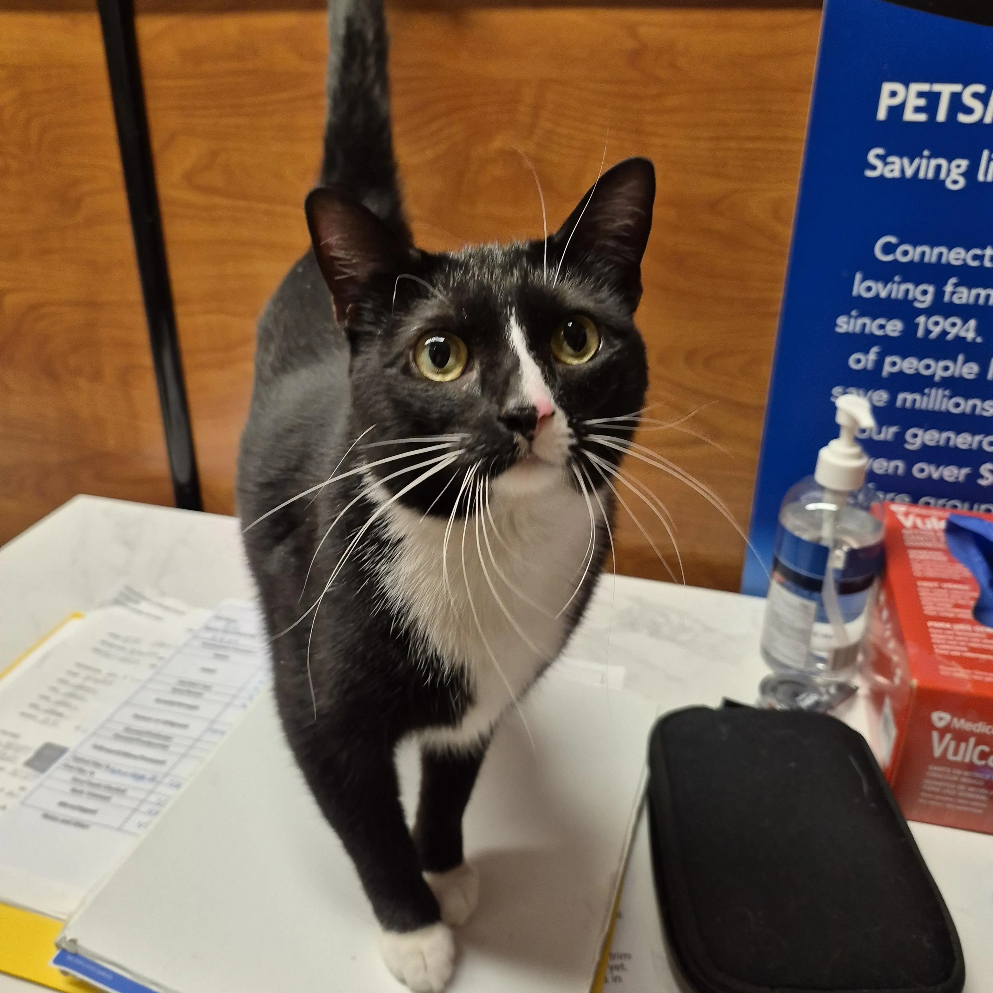Found pet-3