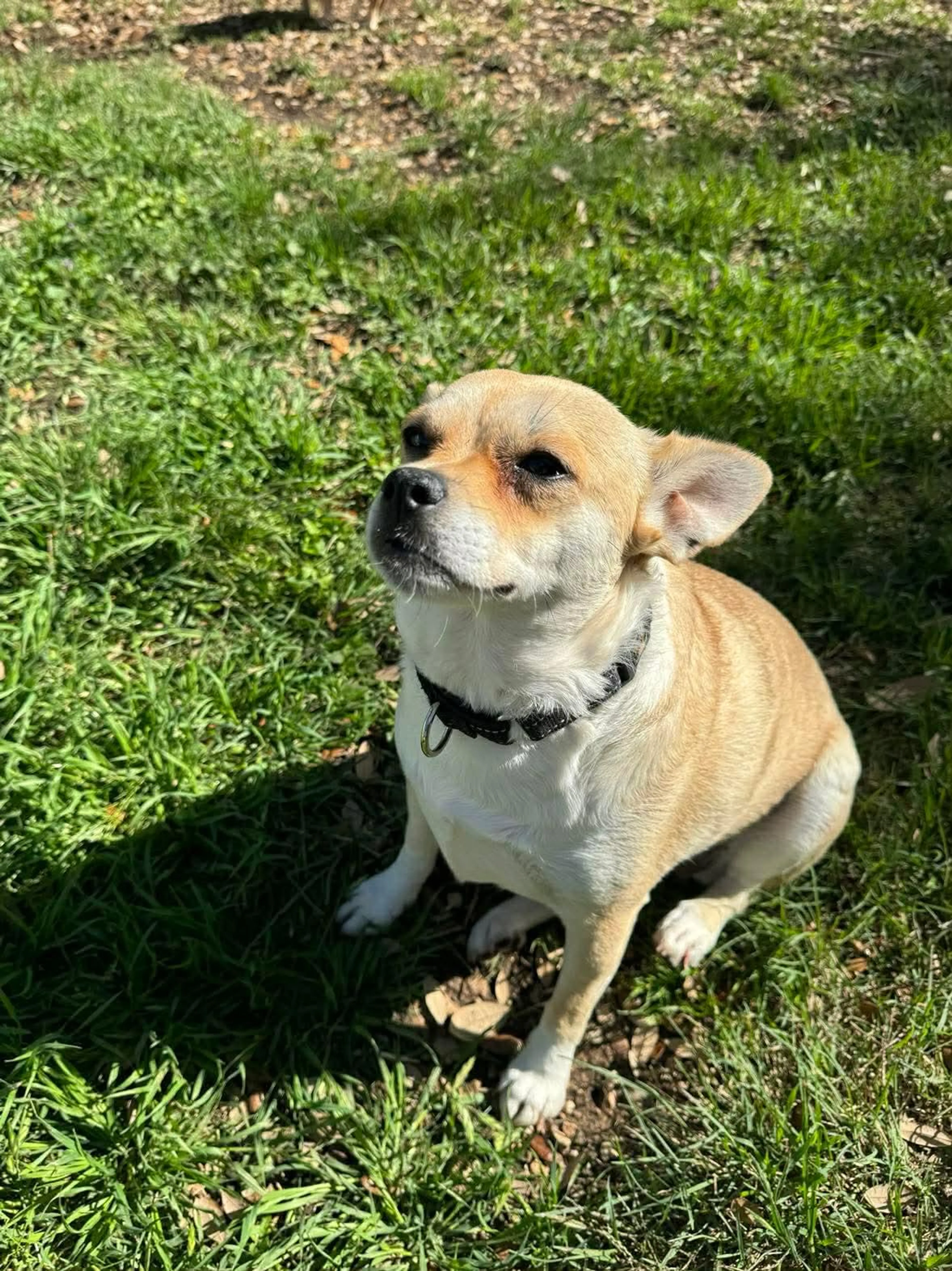 Found pet-2
