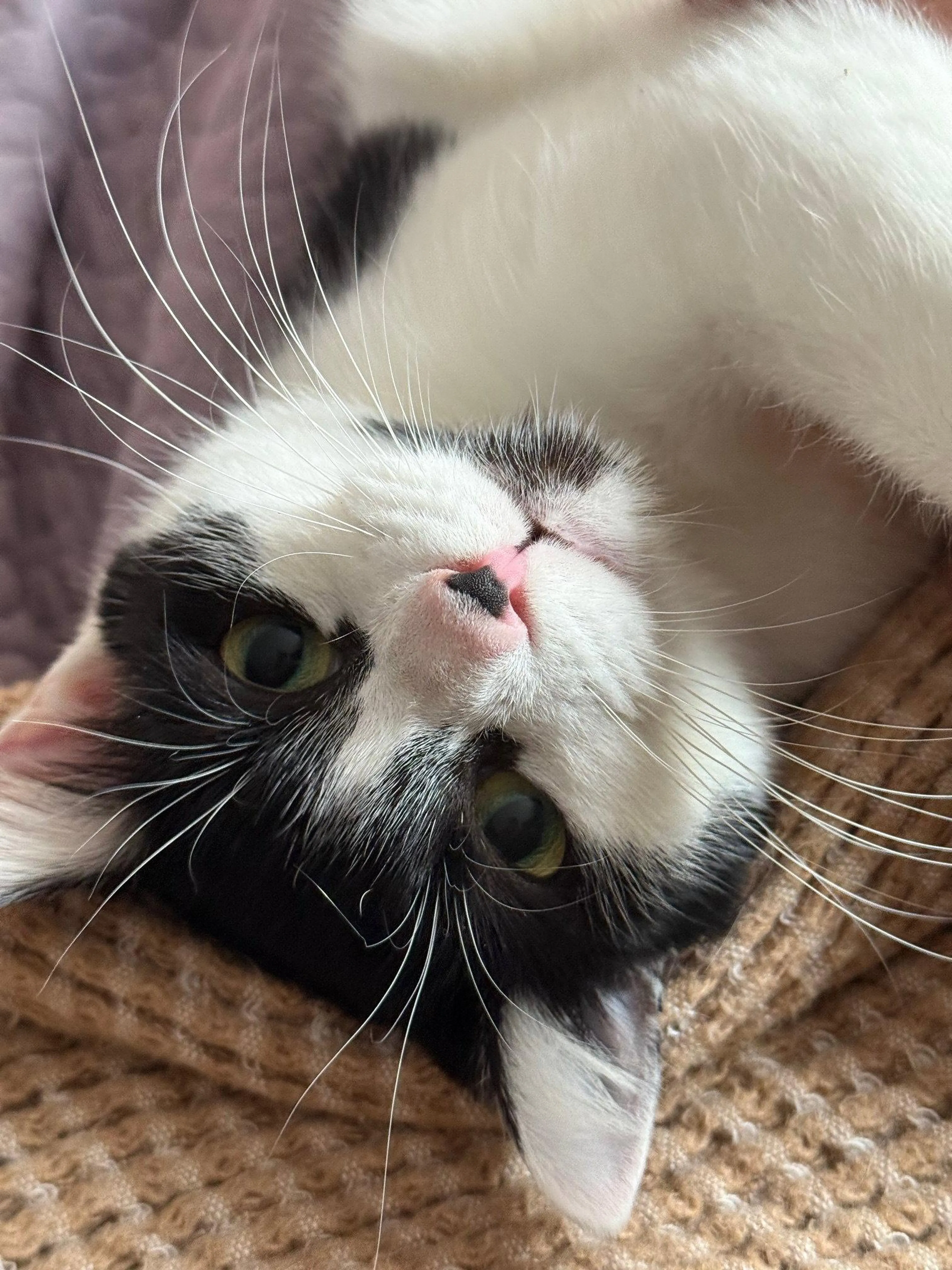 Found pet-1