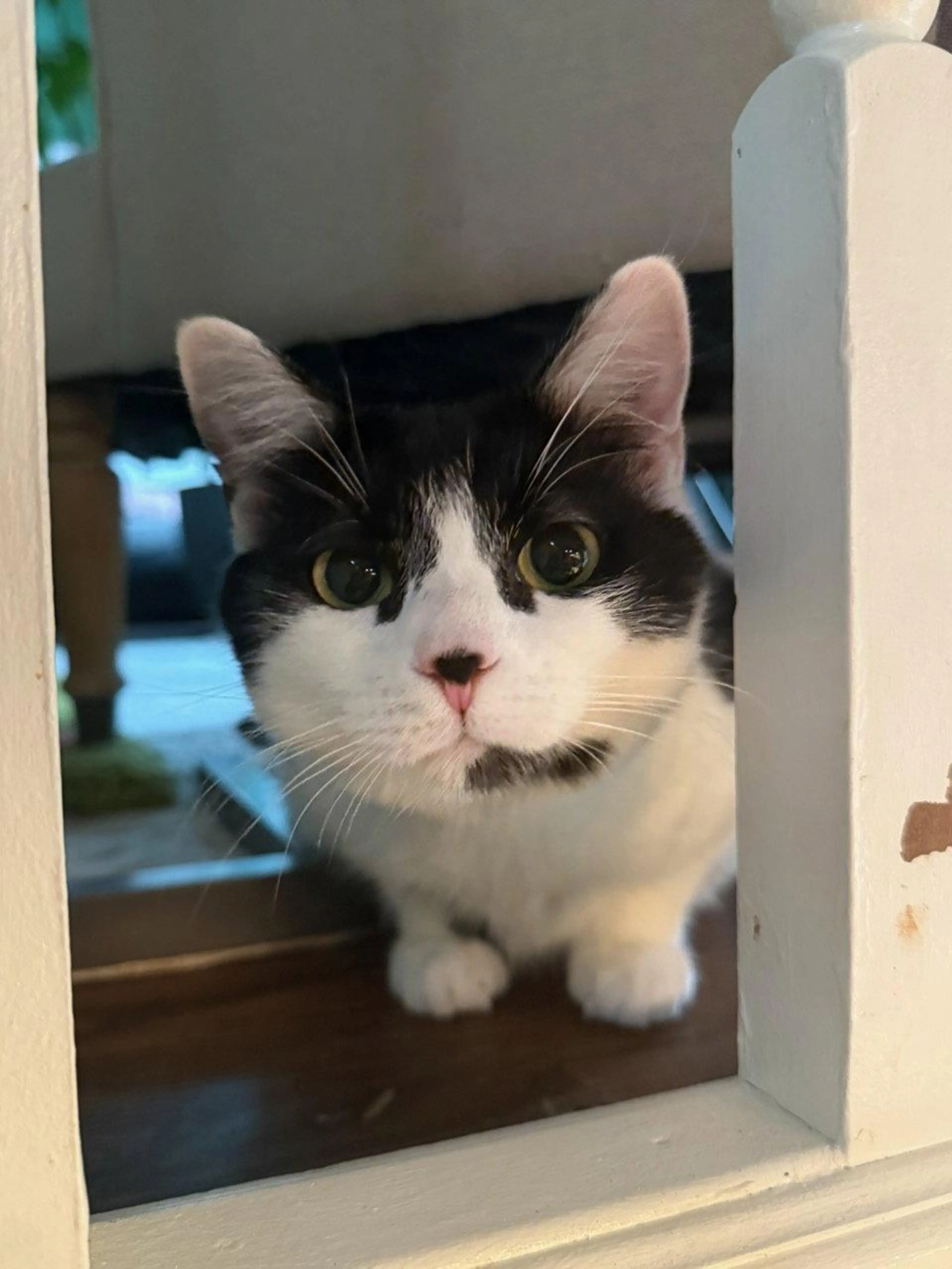 Found pet-2