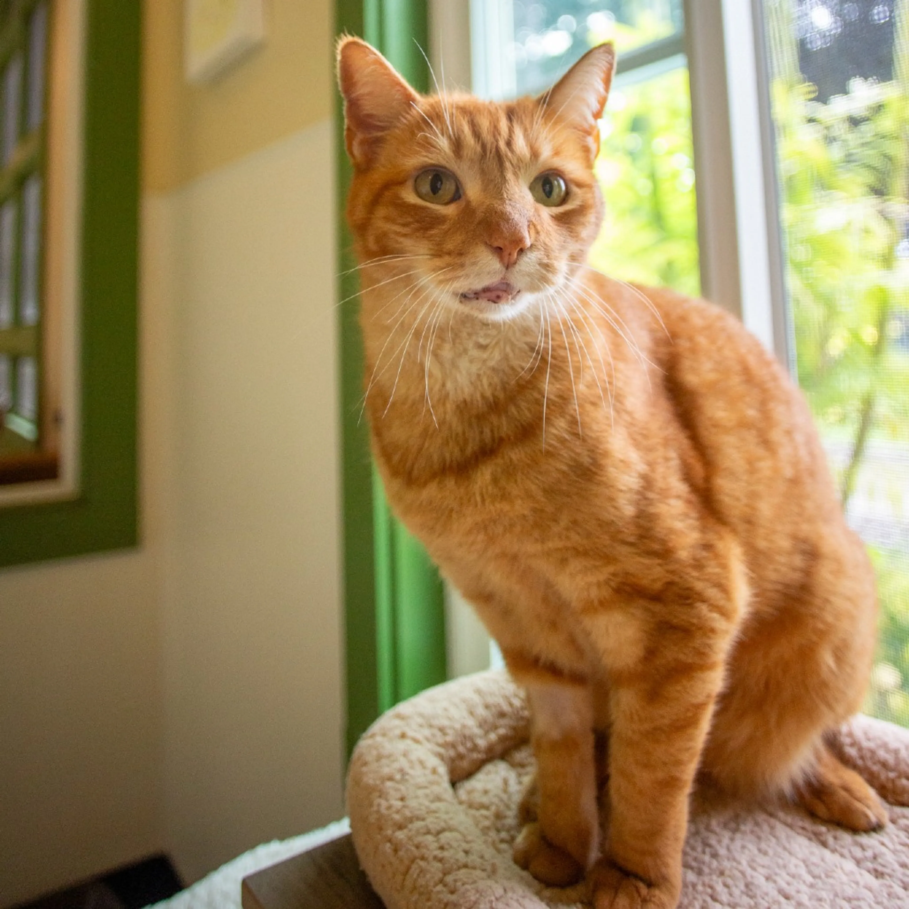 Found pet-3