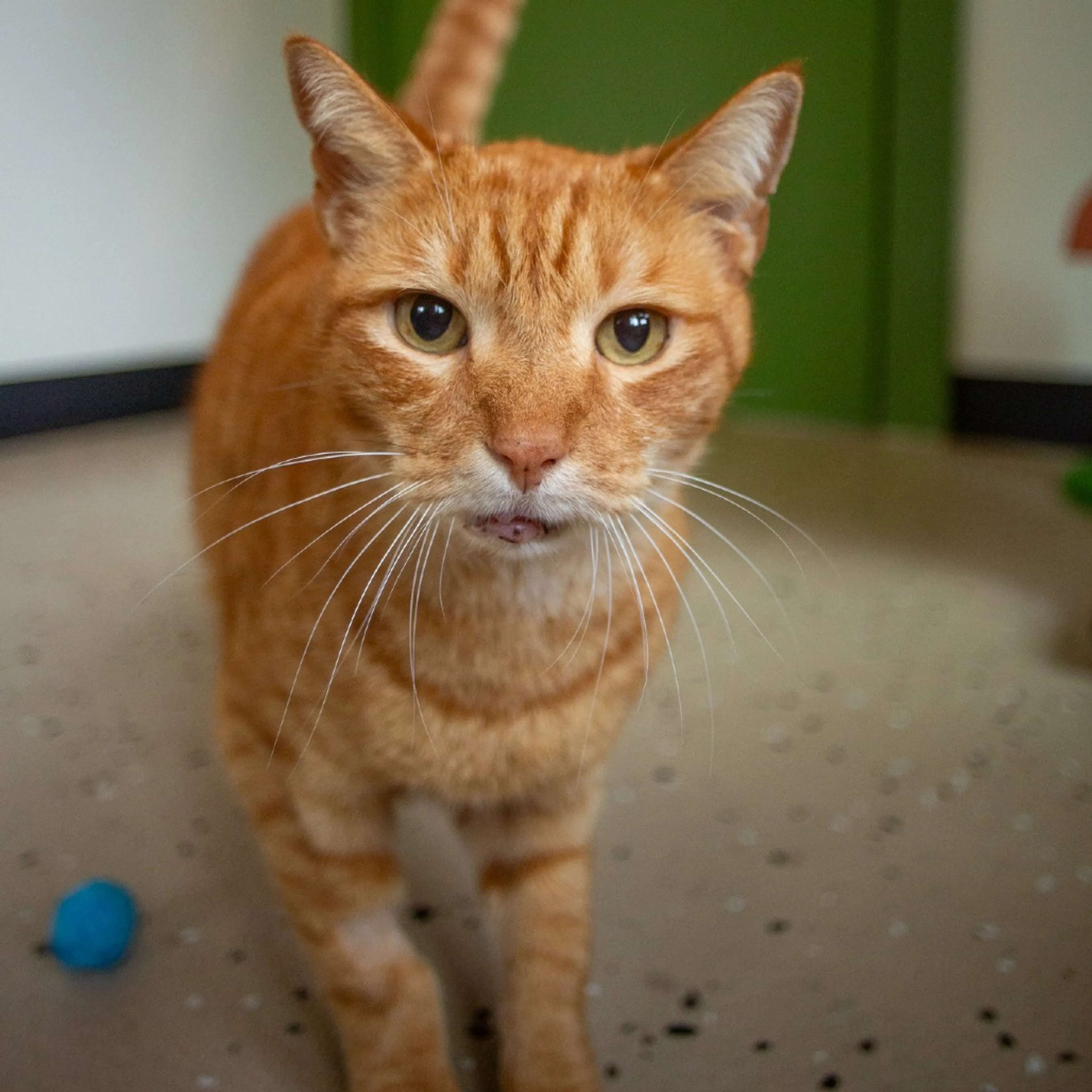 Found pet-4