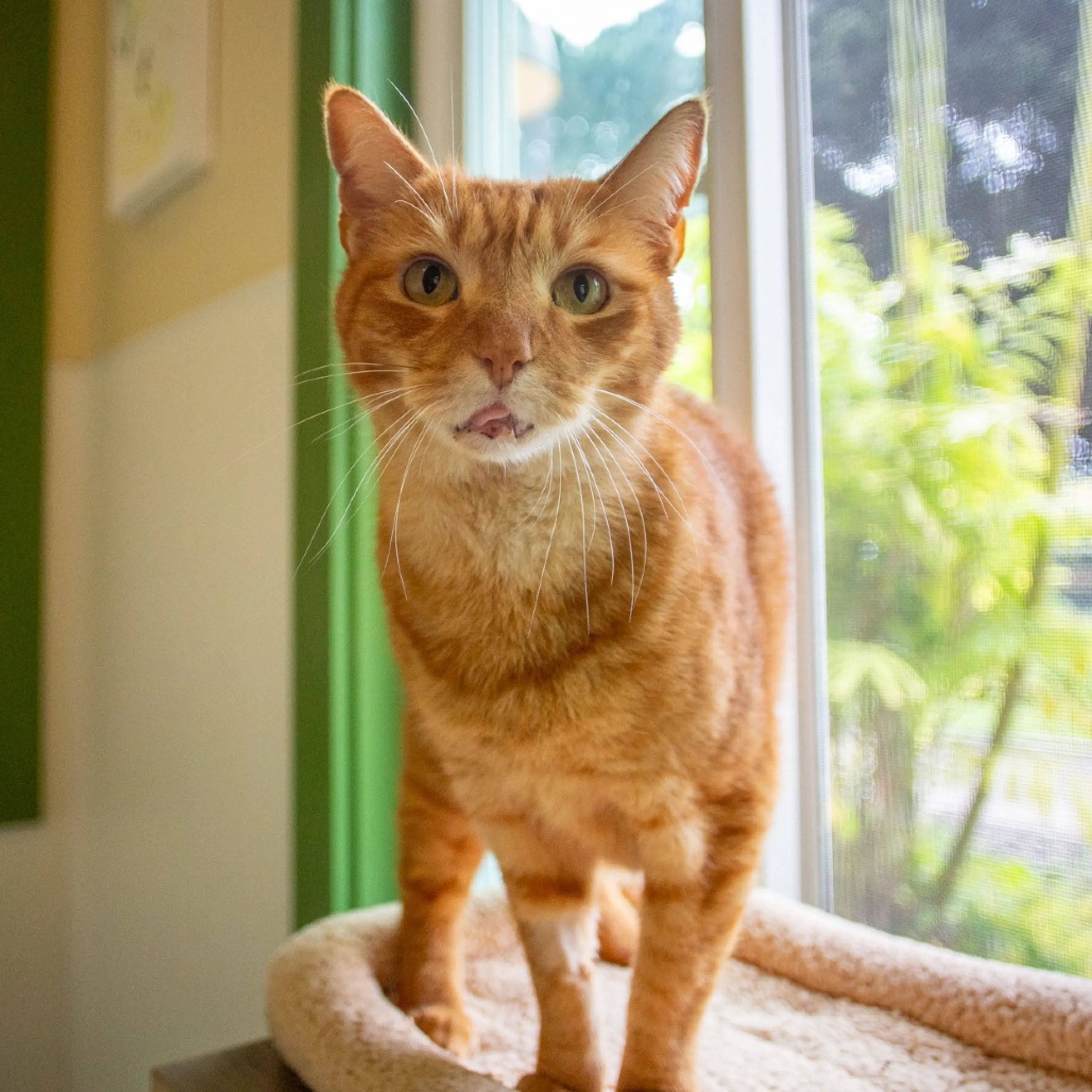 Found pet-1