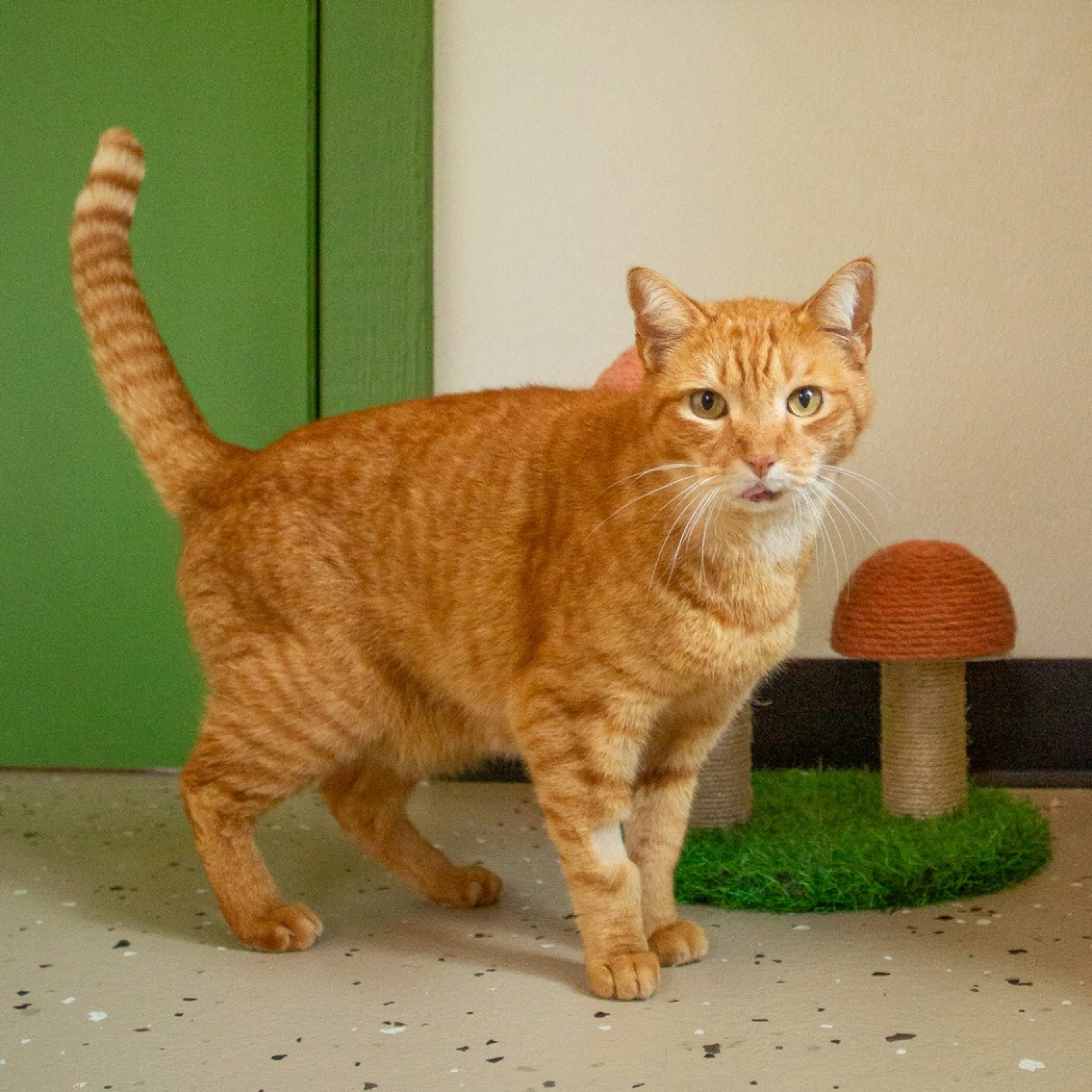 Found pet-2