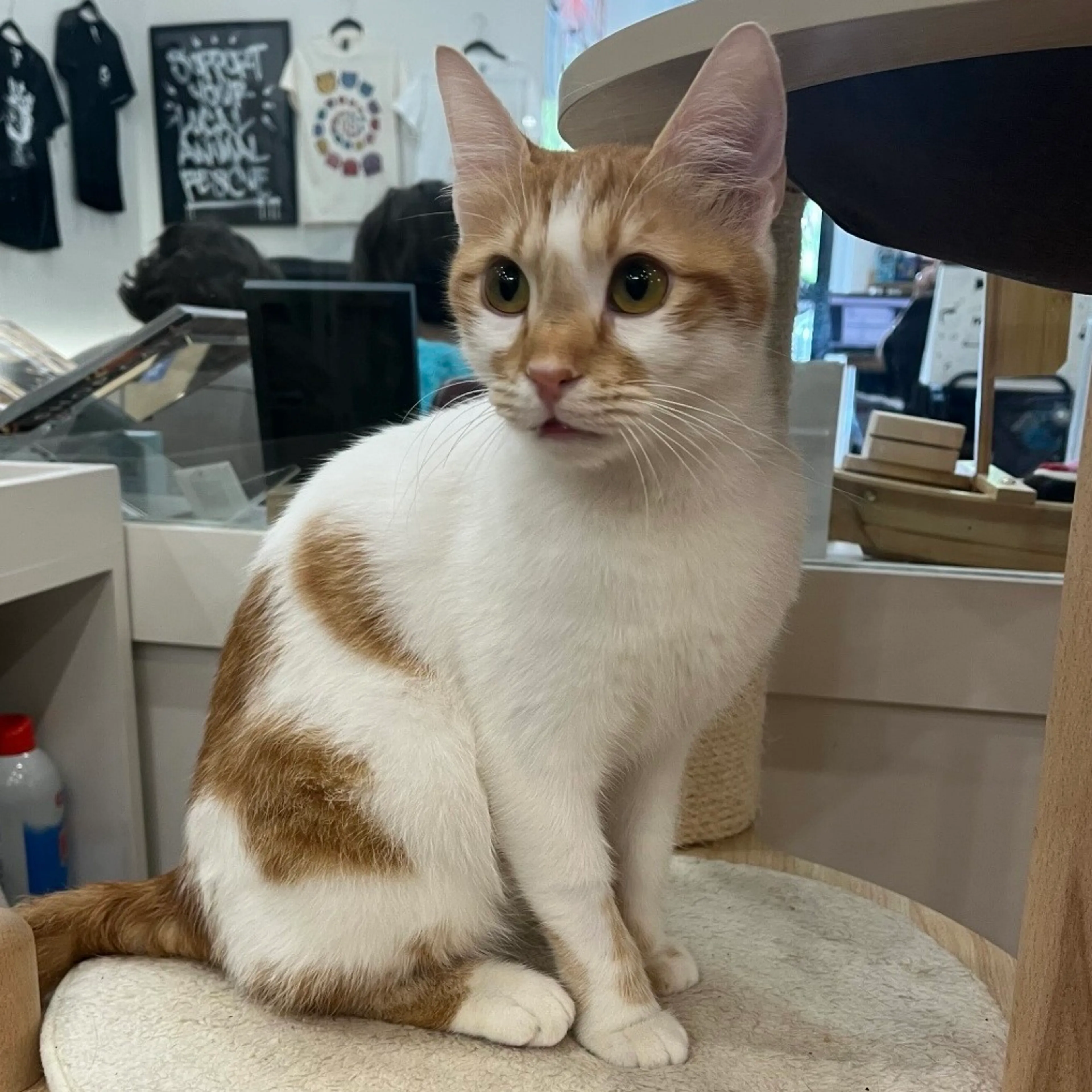 Found pet-1