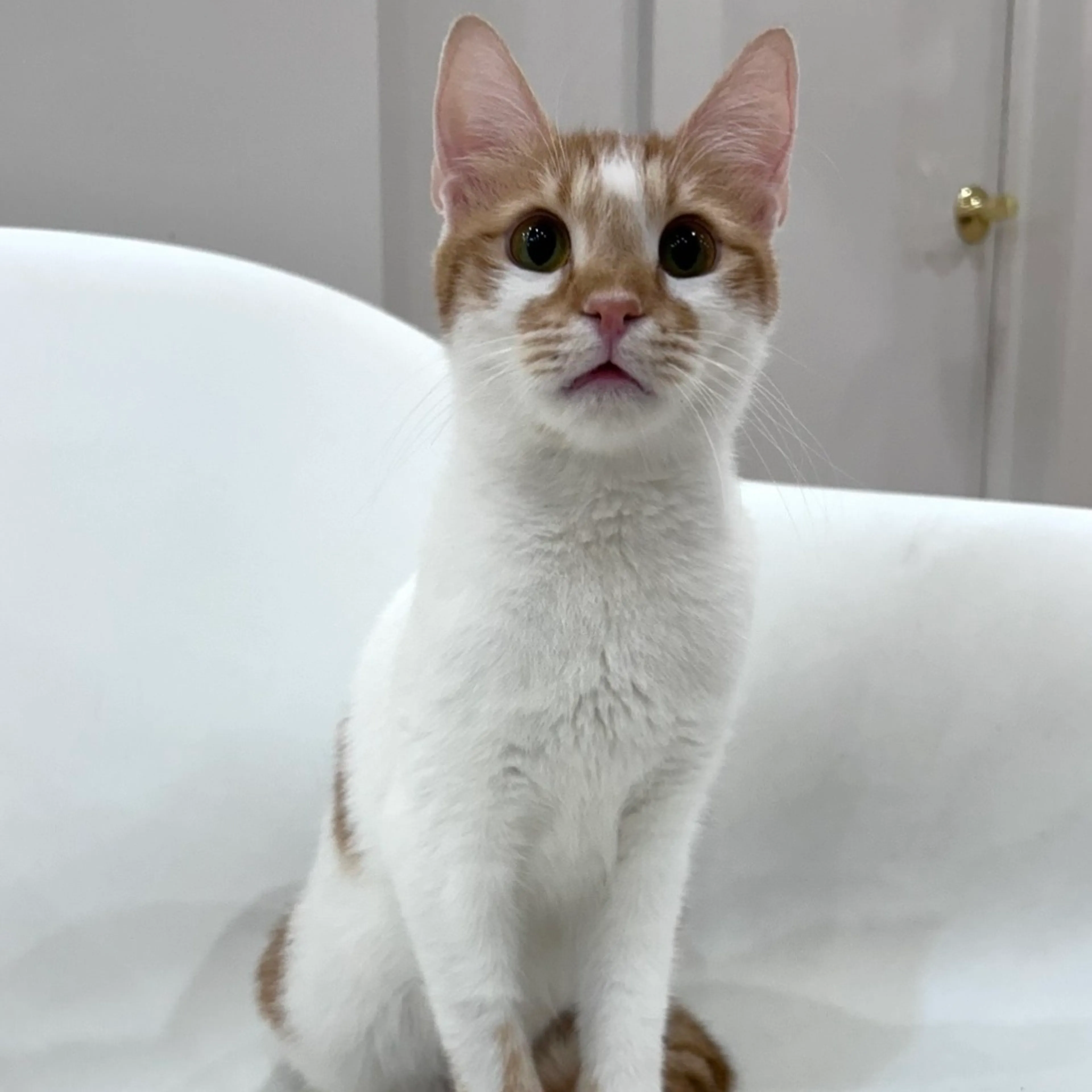 Found pet-0