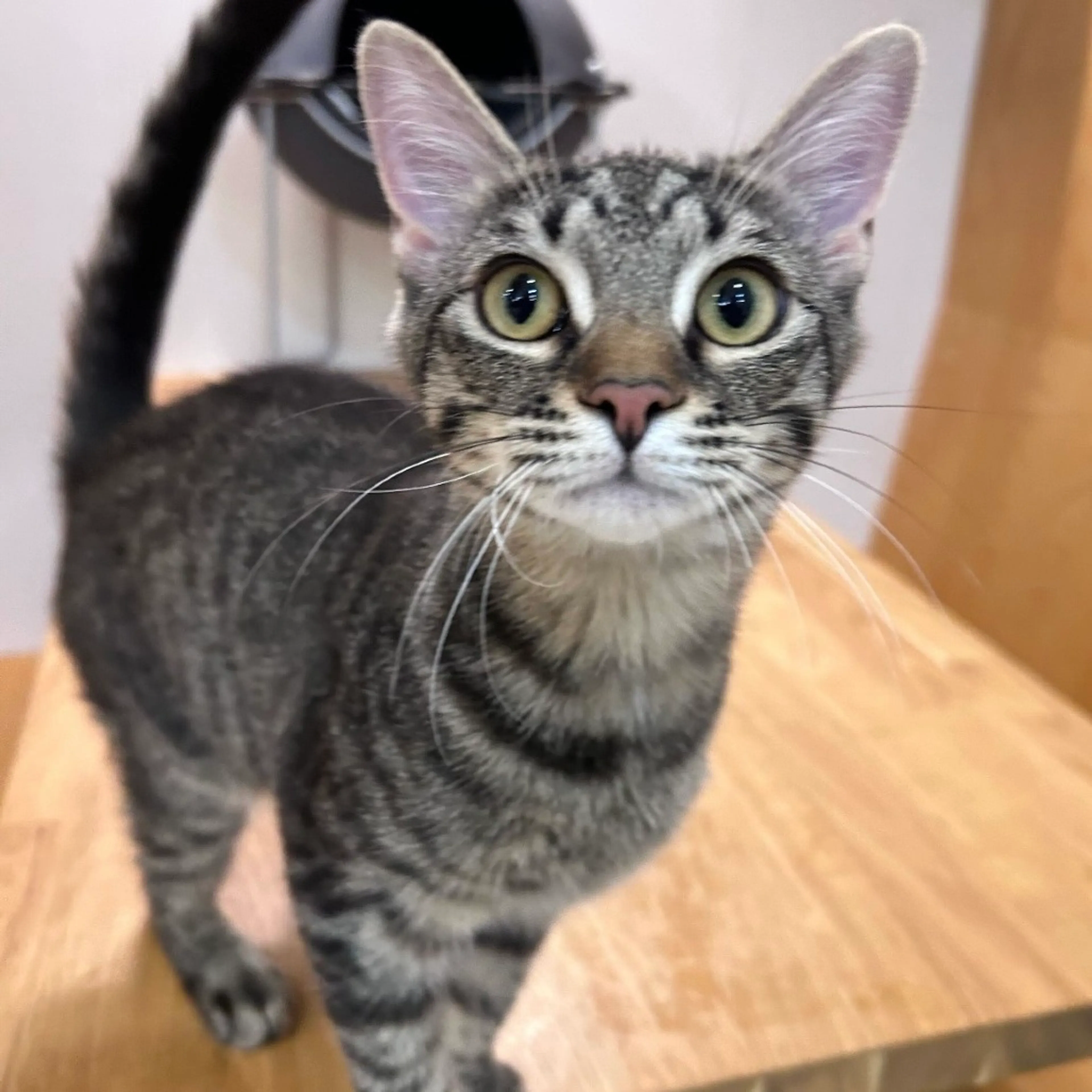 Found pet-0