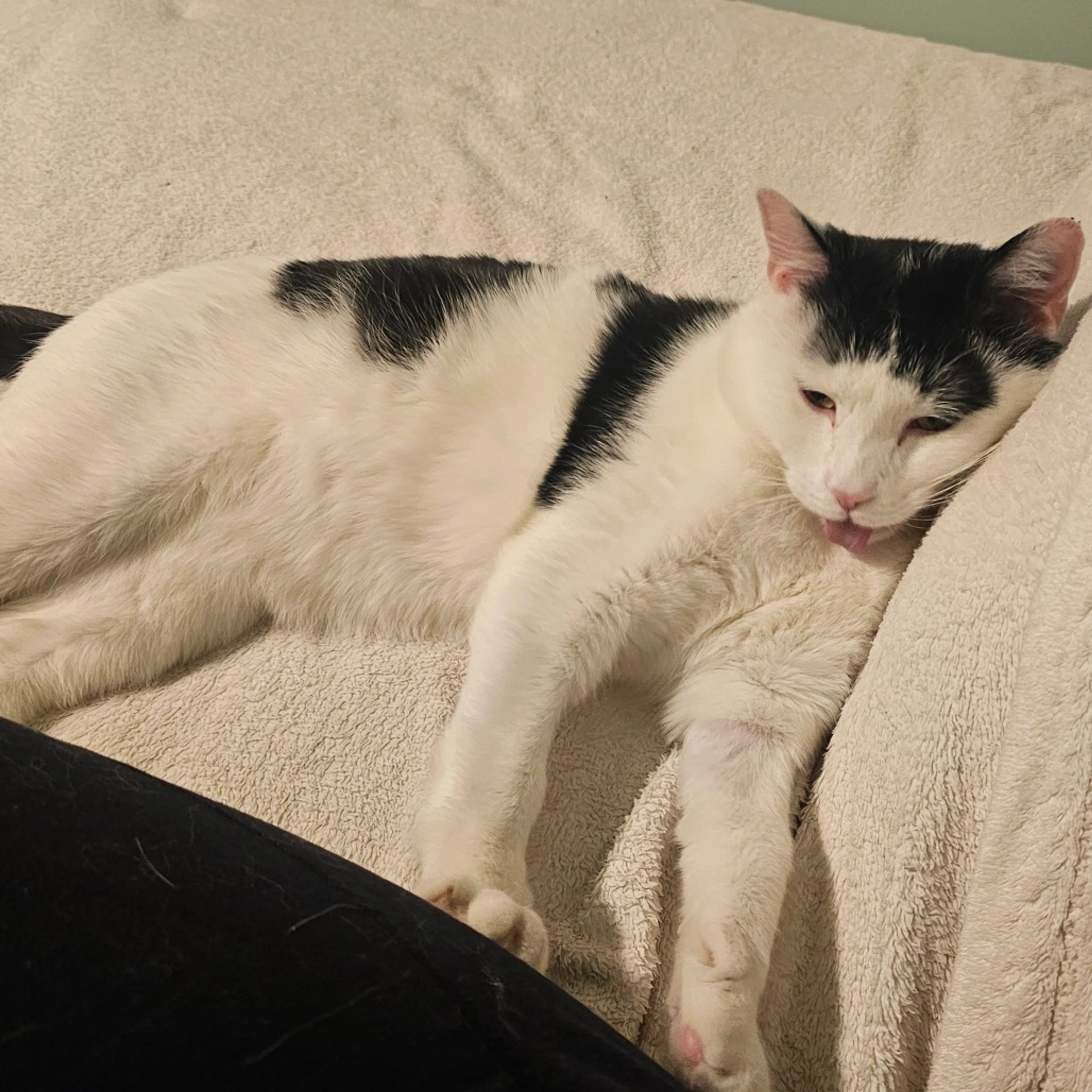 Found pet-9