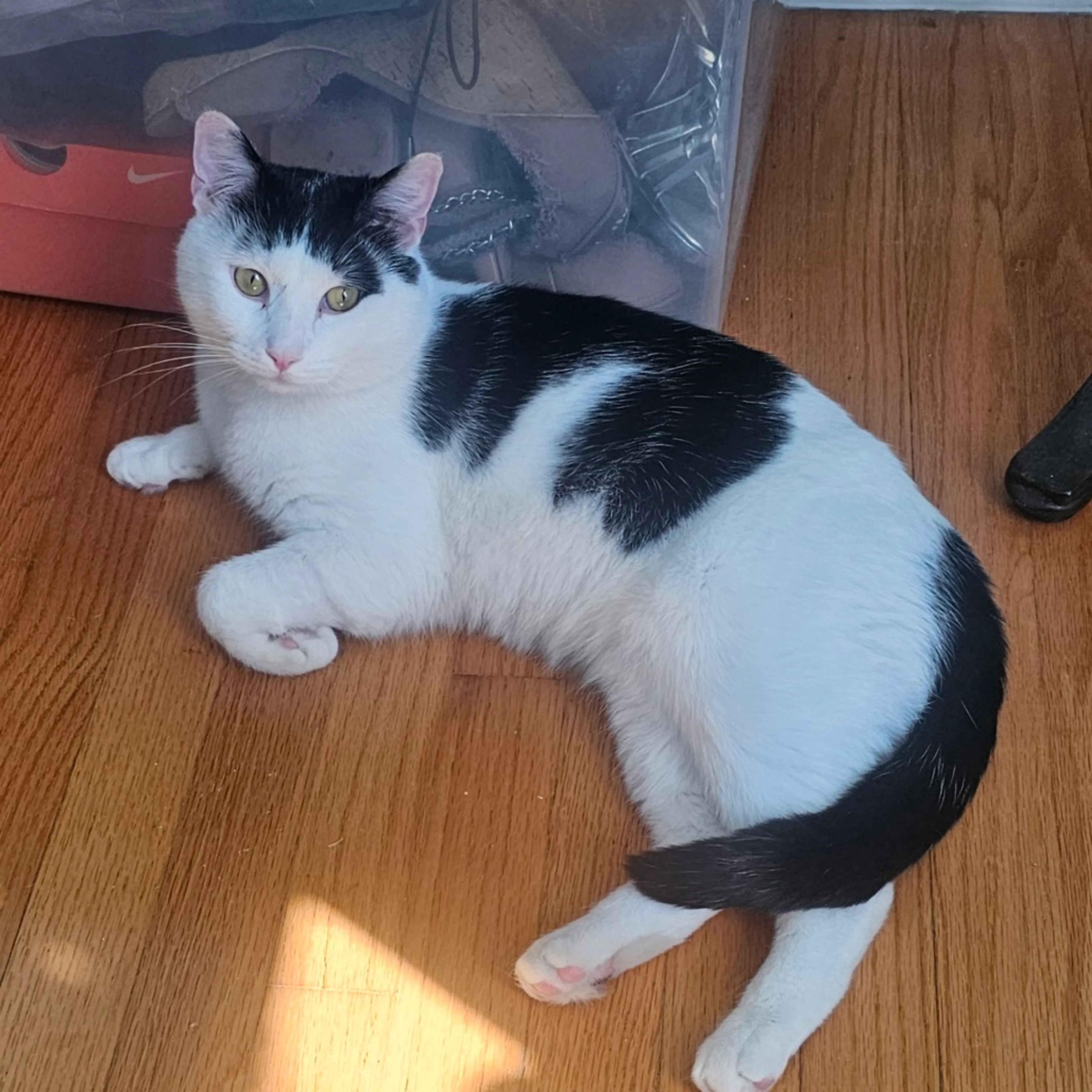 Found pet-8
