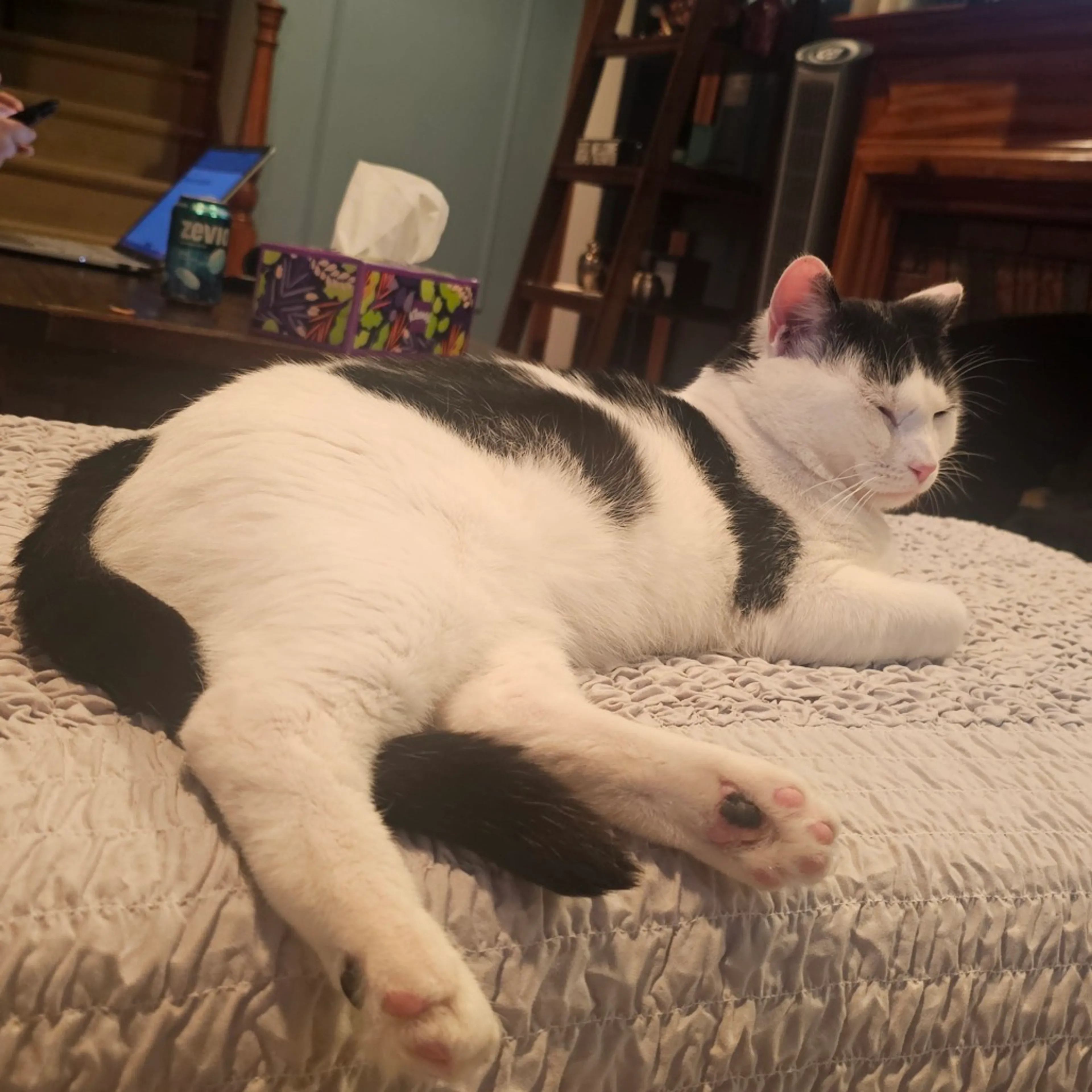 Found pet-12