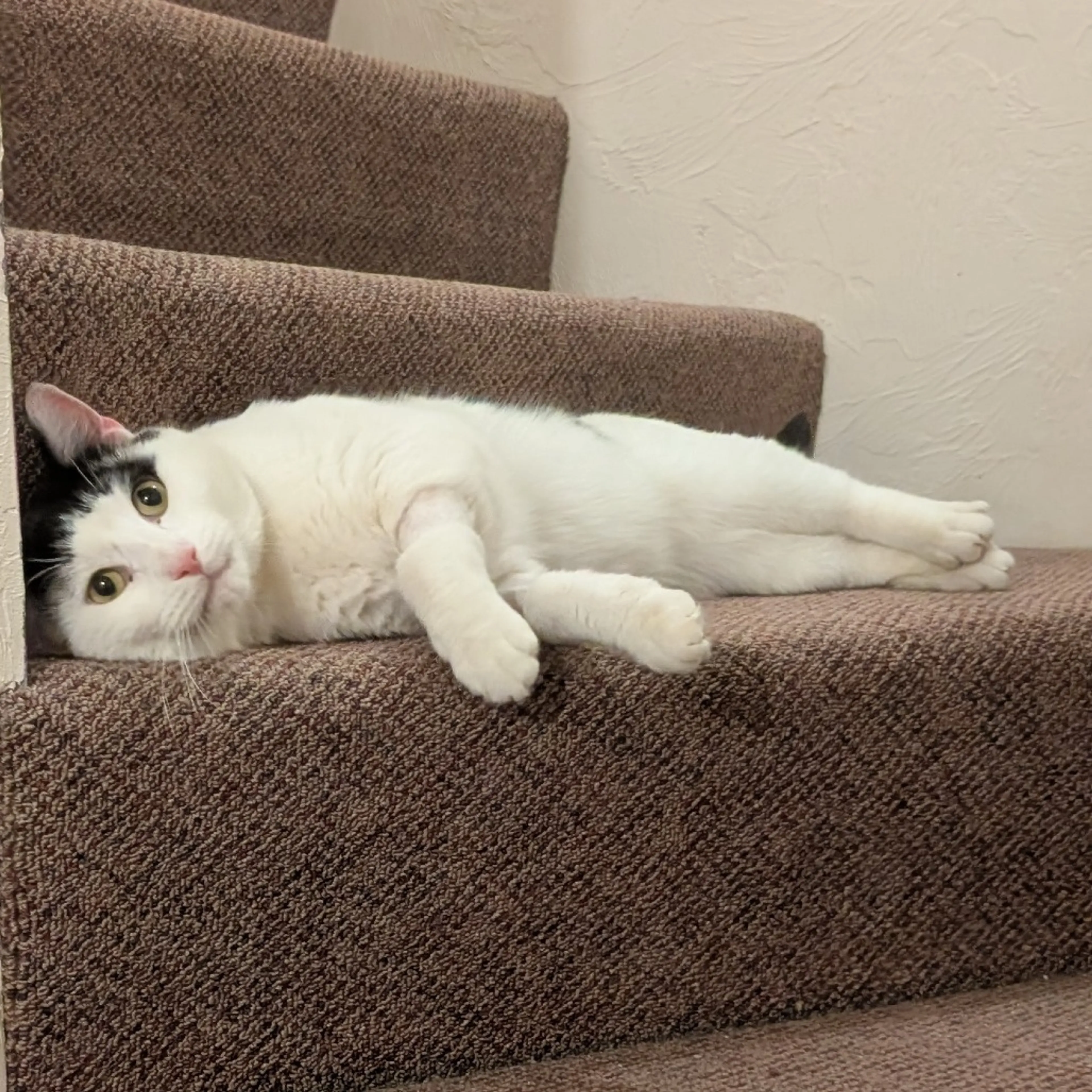 Found pet-4