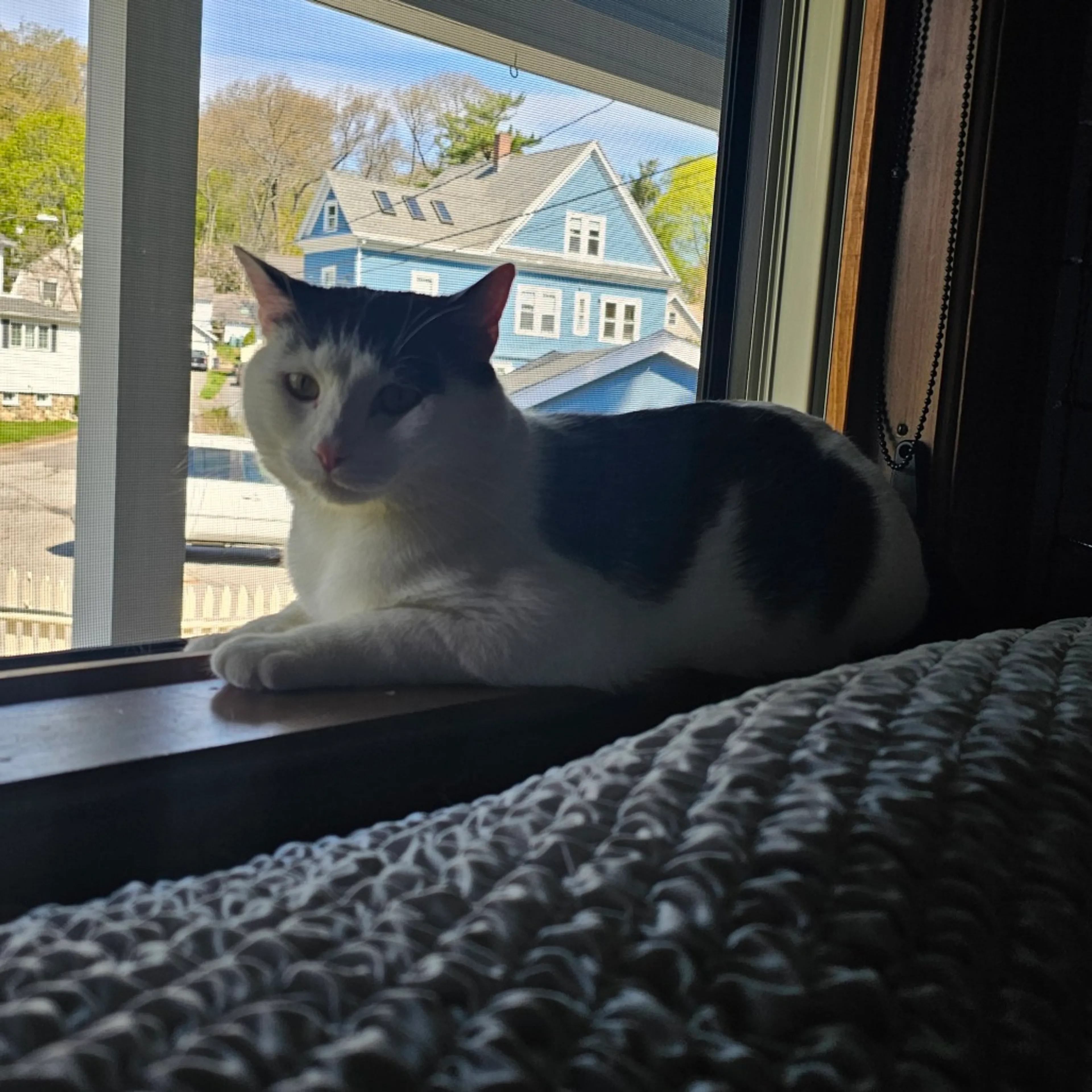 Found pet-11