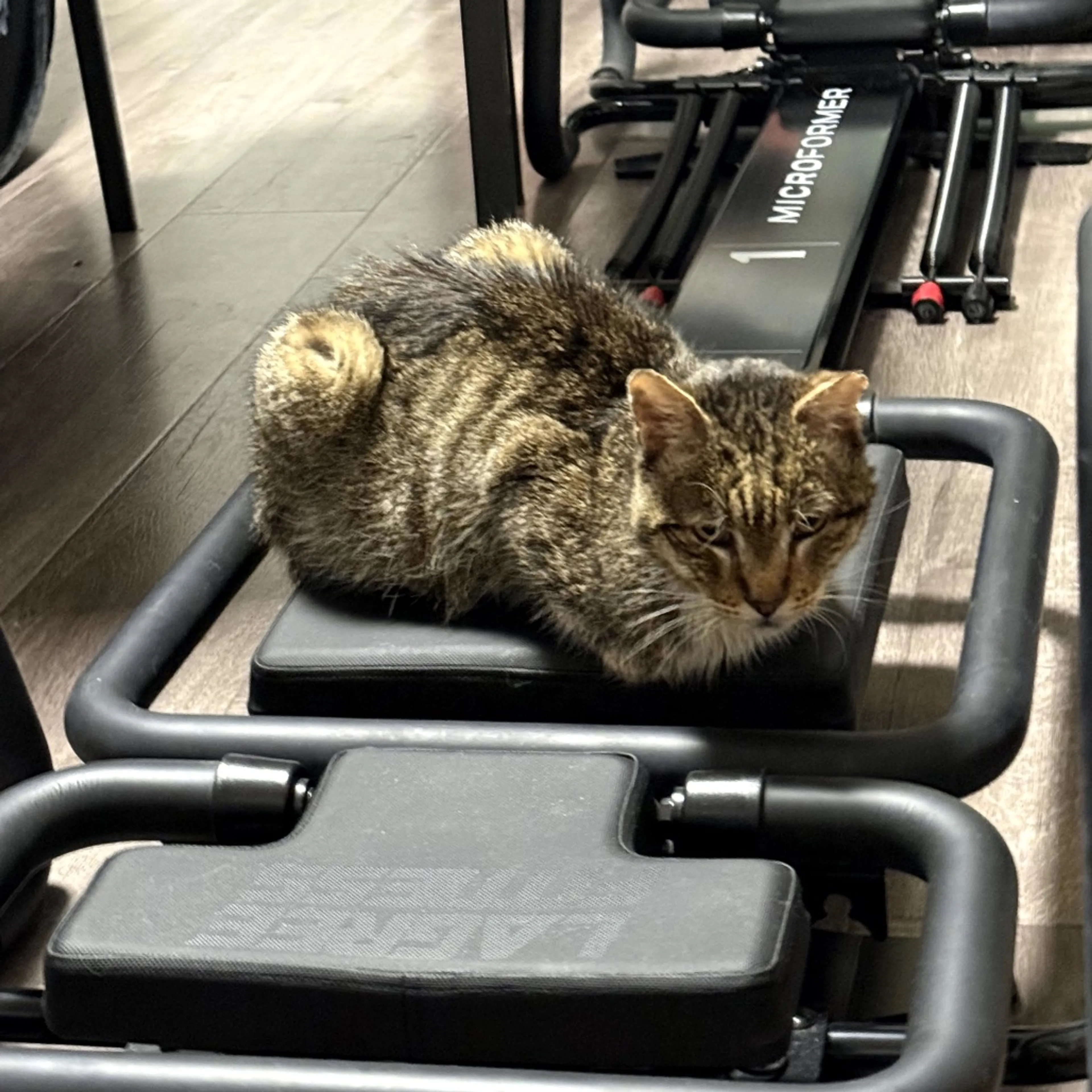 Found pet-2
