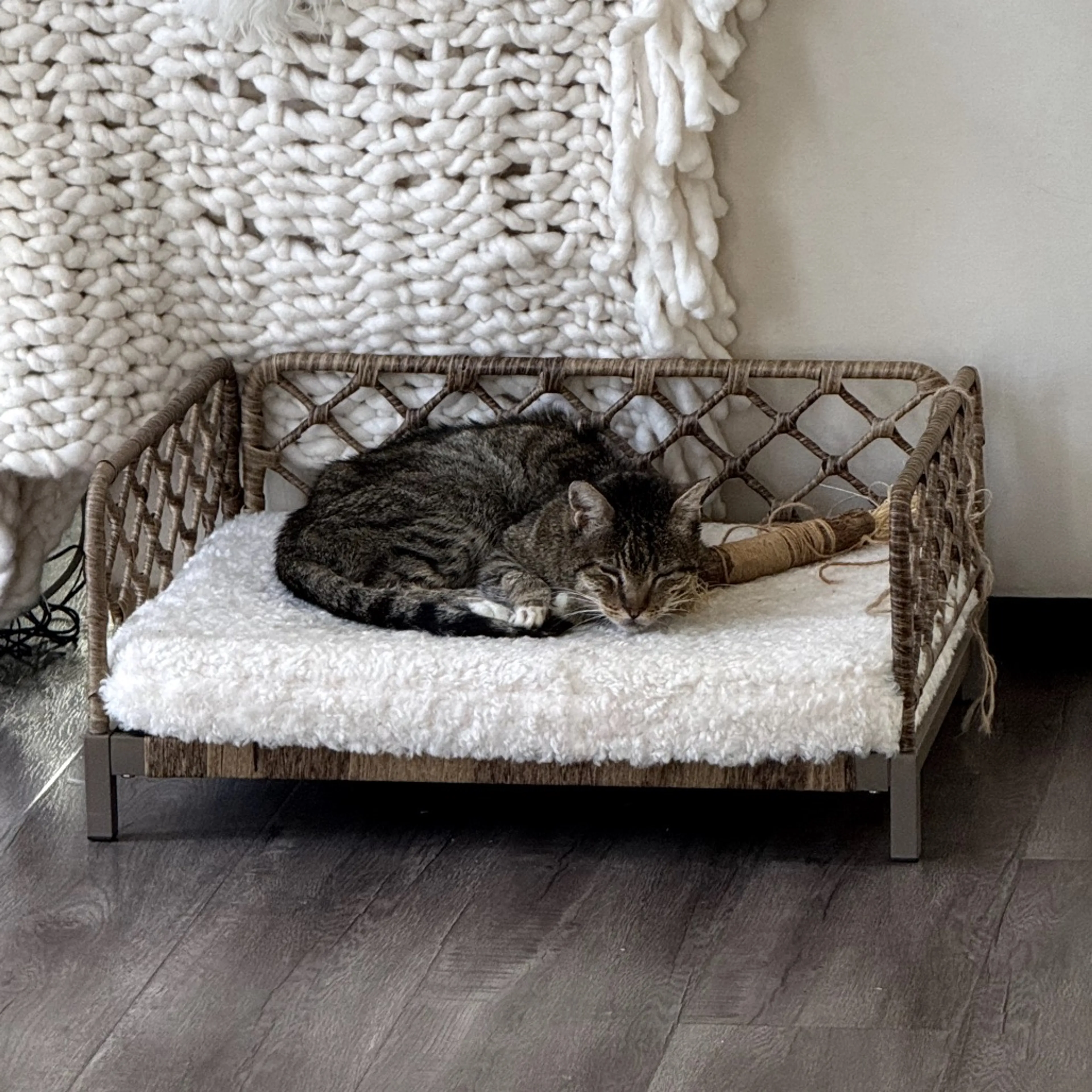 Found pet-1