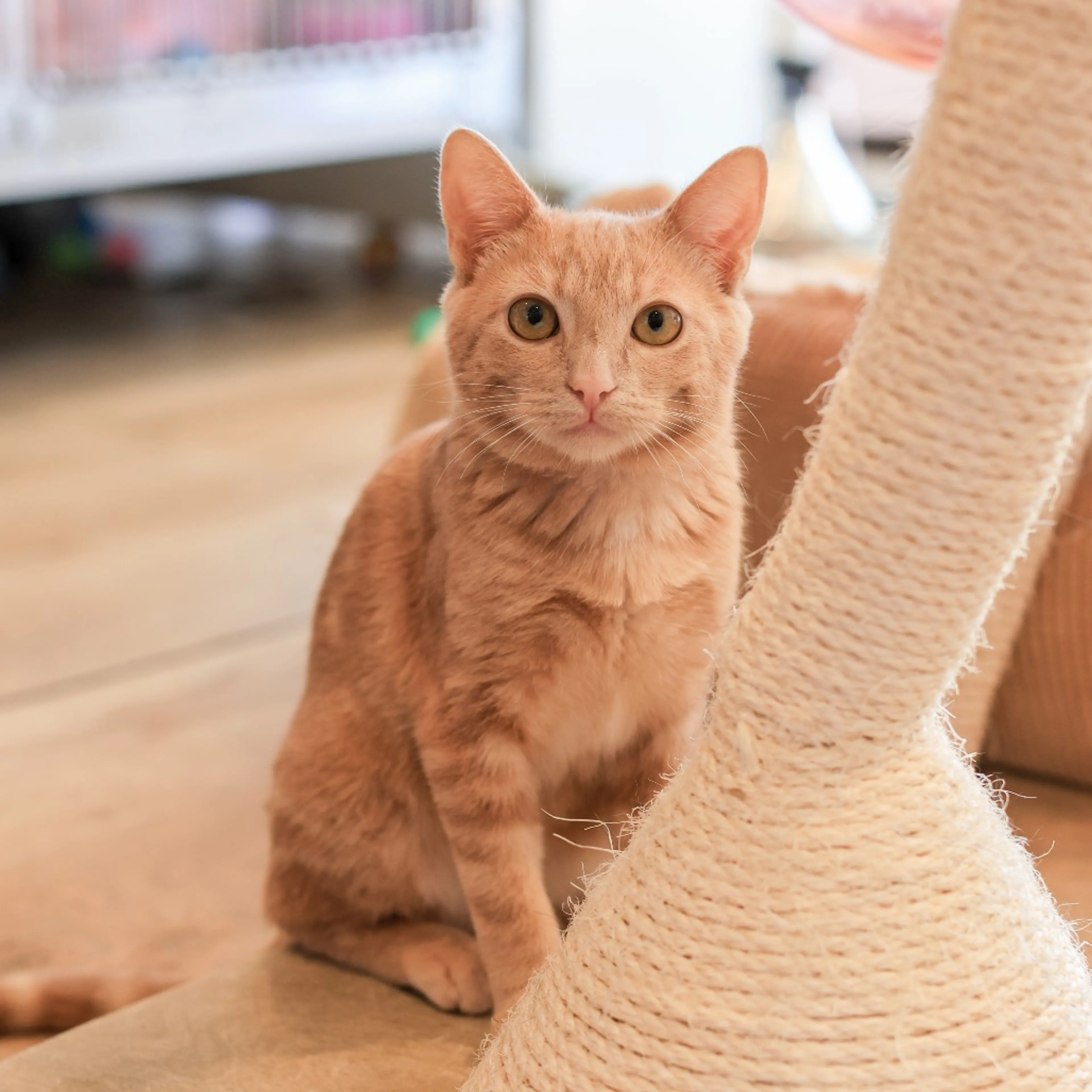 Found pet-0