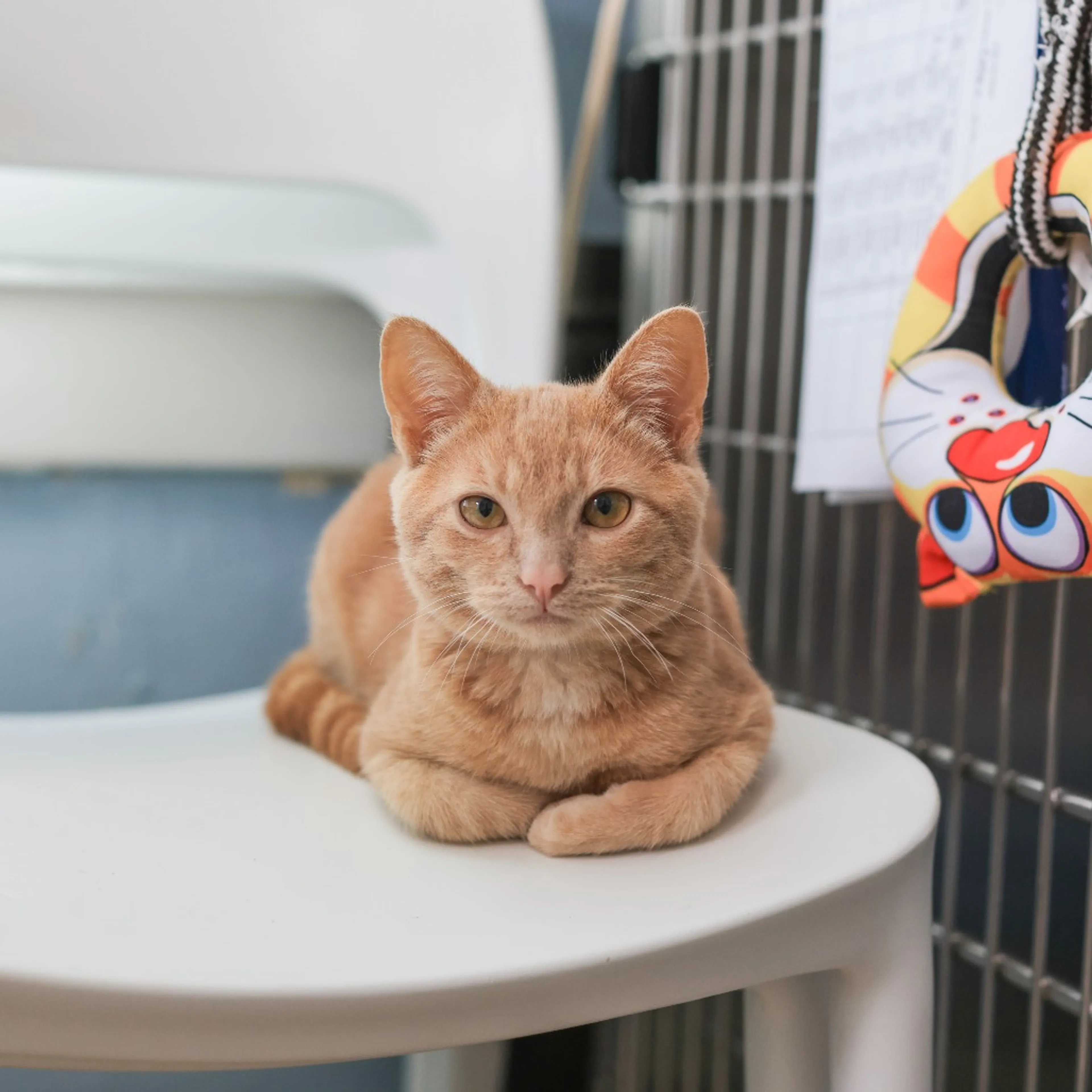 Found pet-3