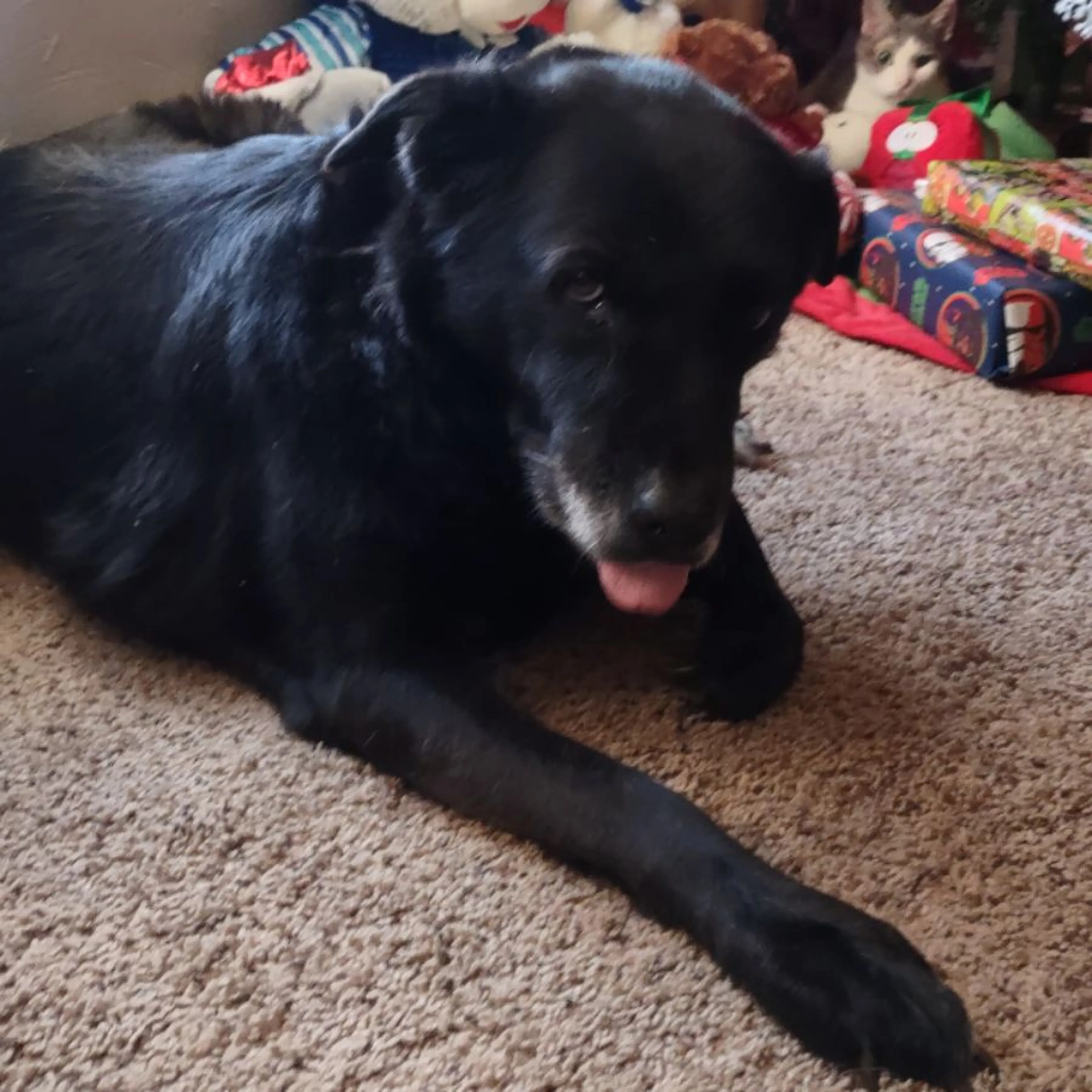 Lost pet