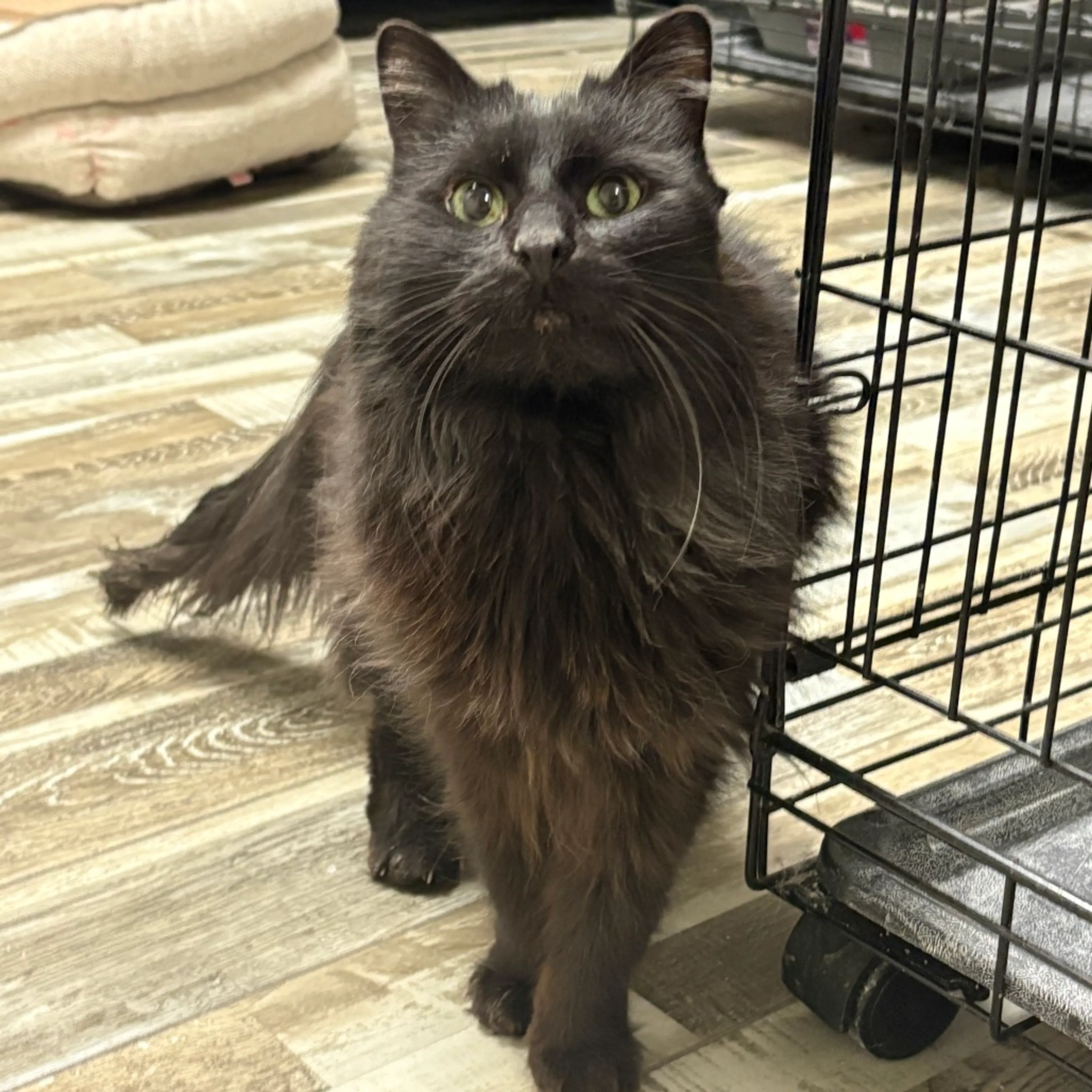 Found pet-0