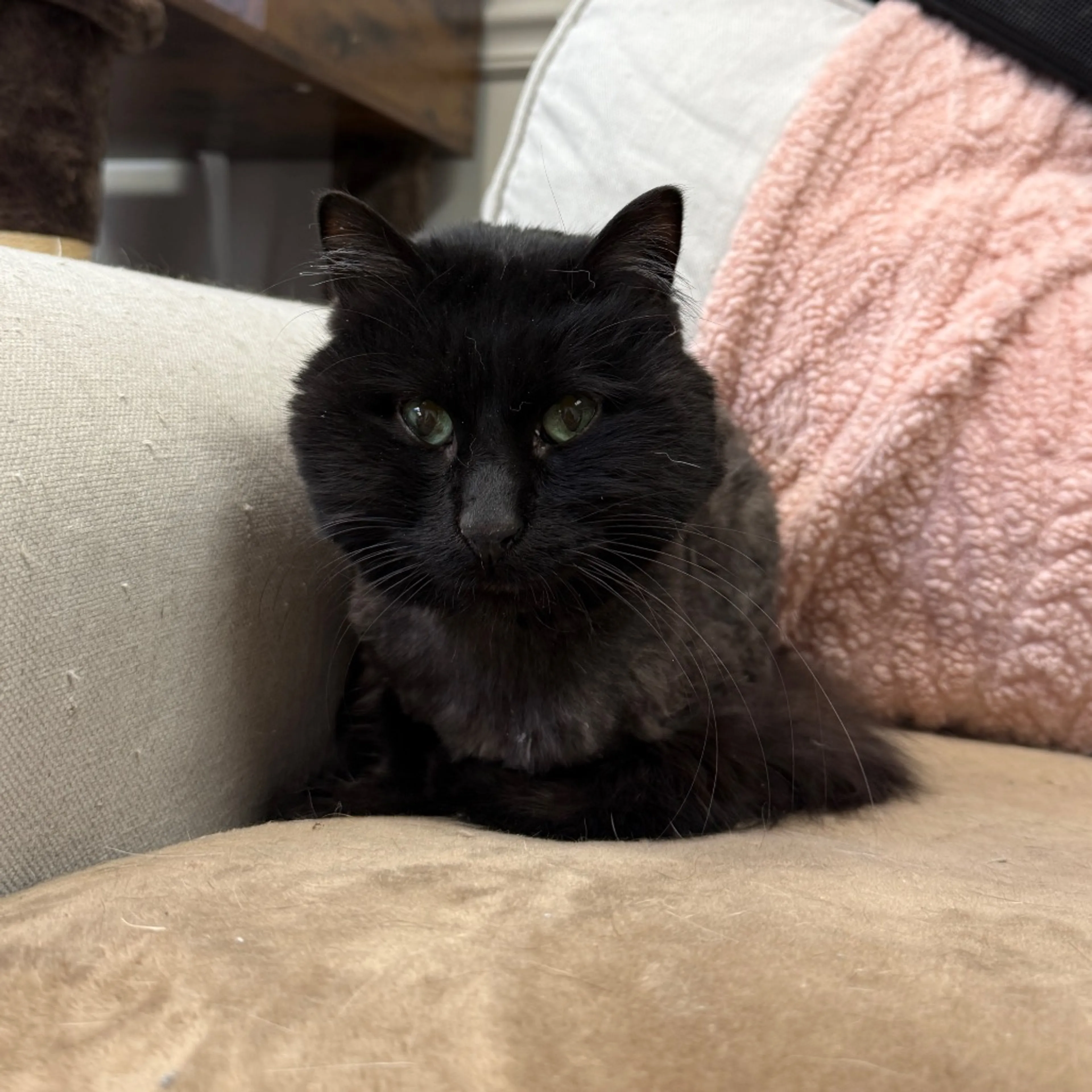 Found pet-1