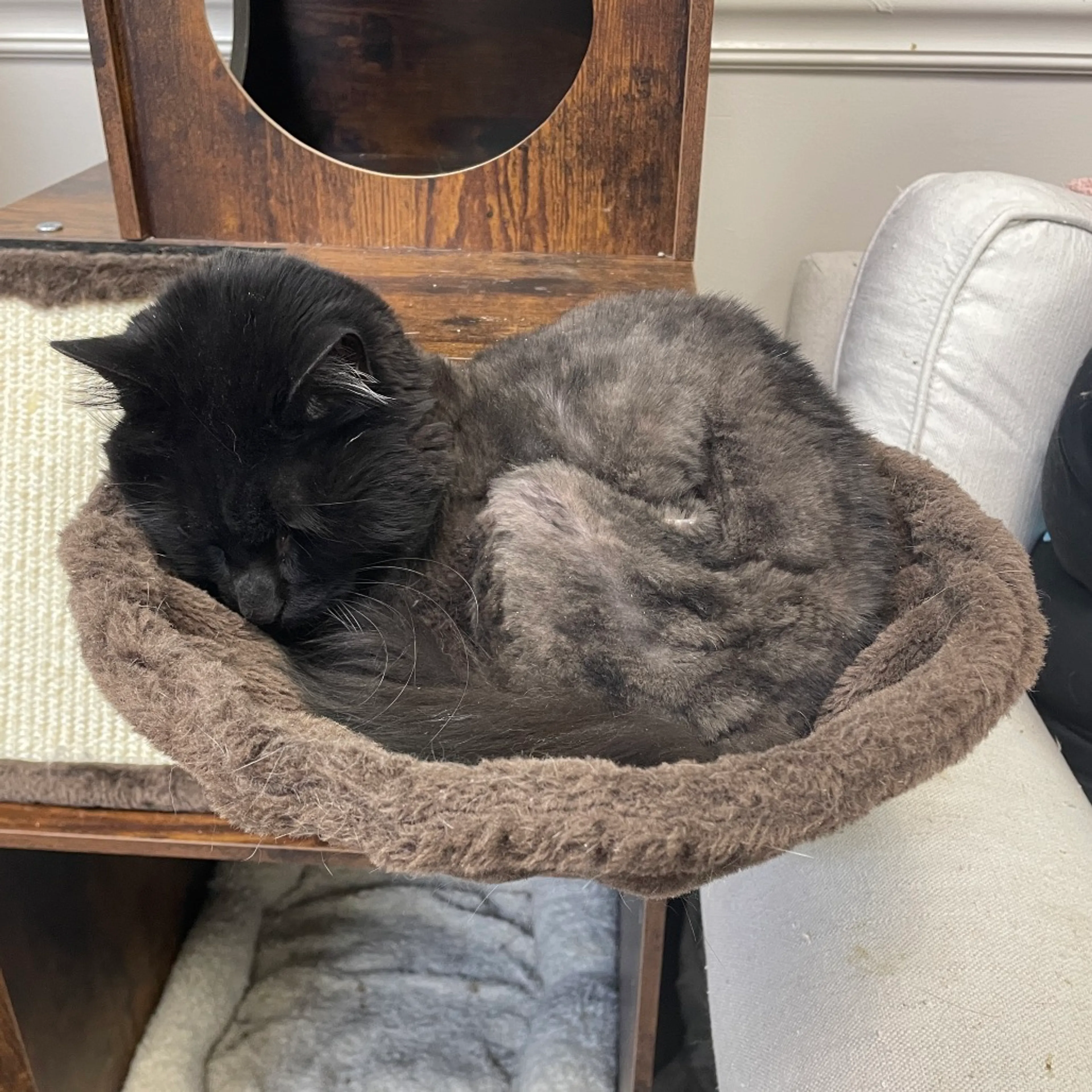 Found pet-2