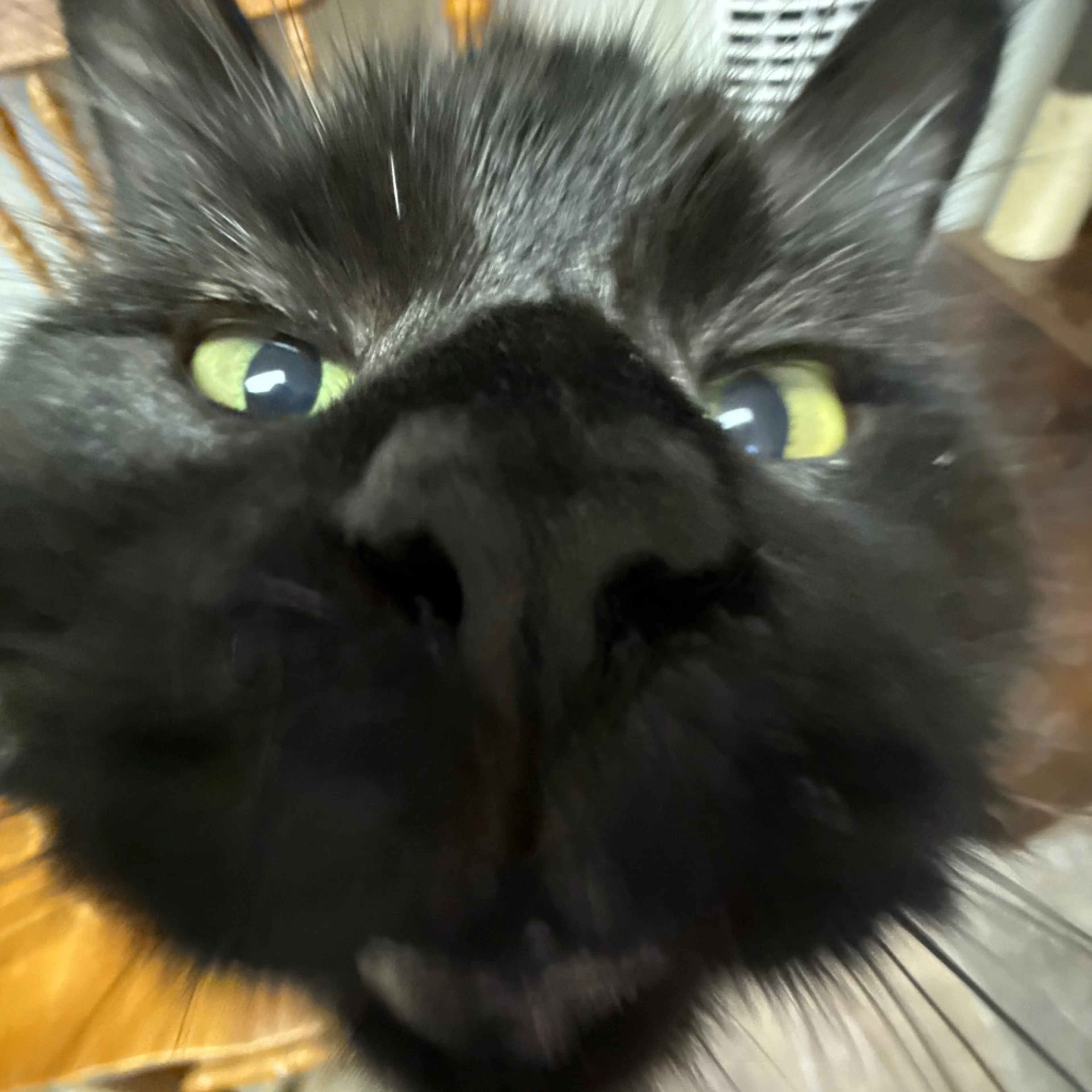 Found pet-8