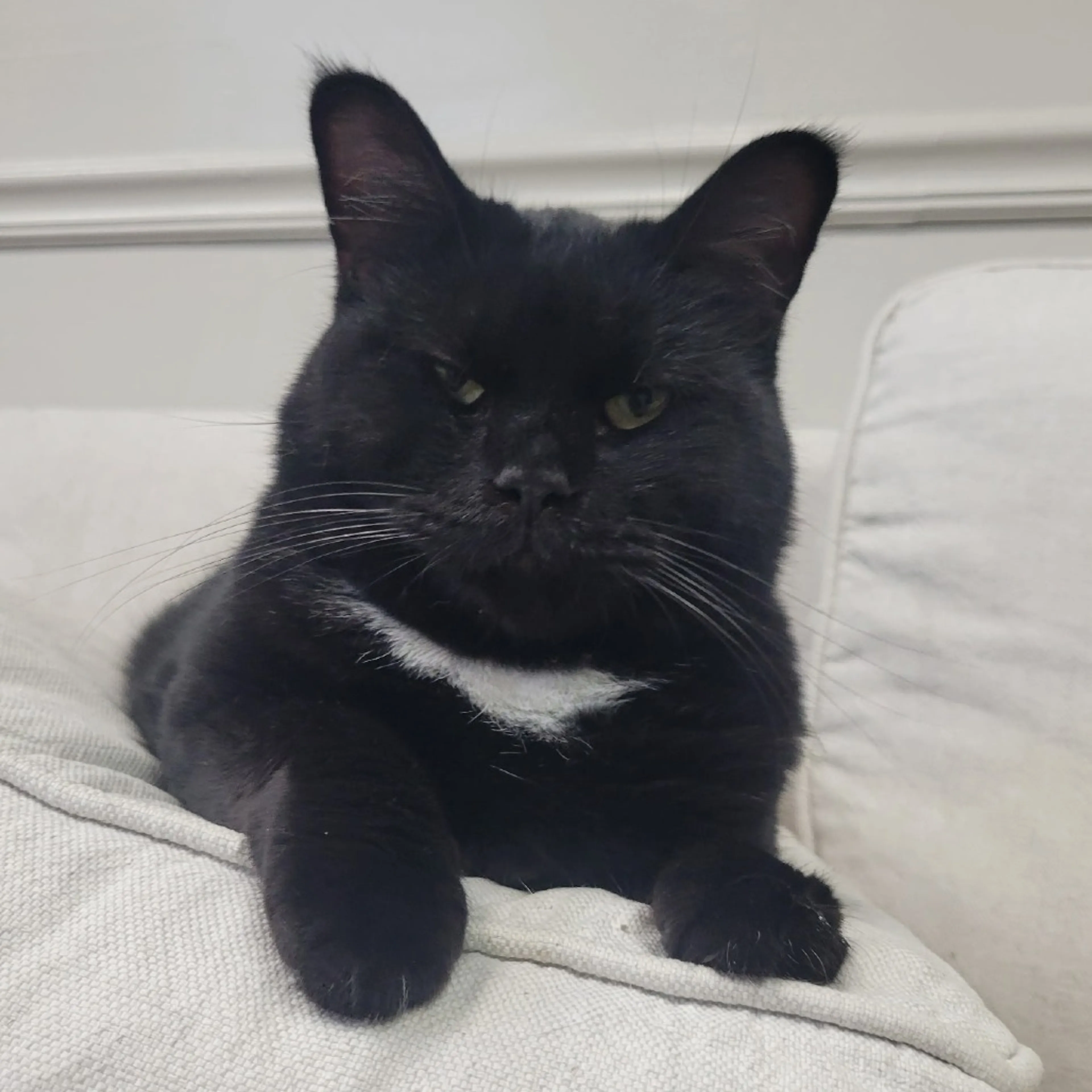 Found pet-7