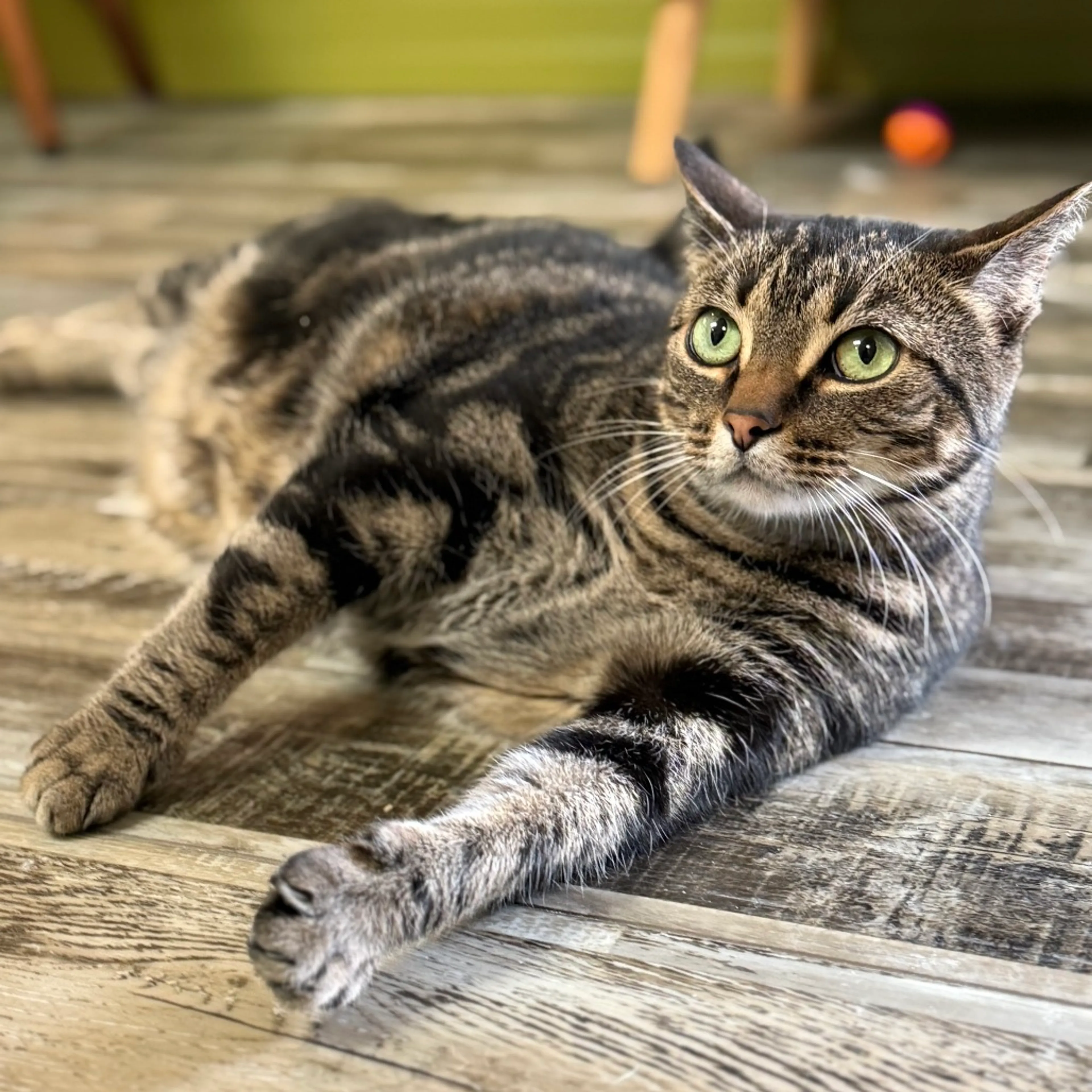 Found pet-2