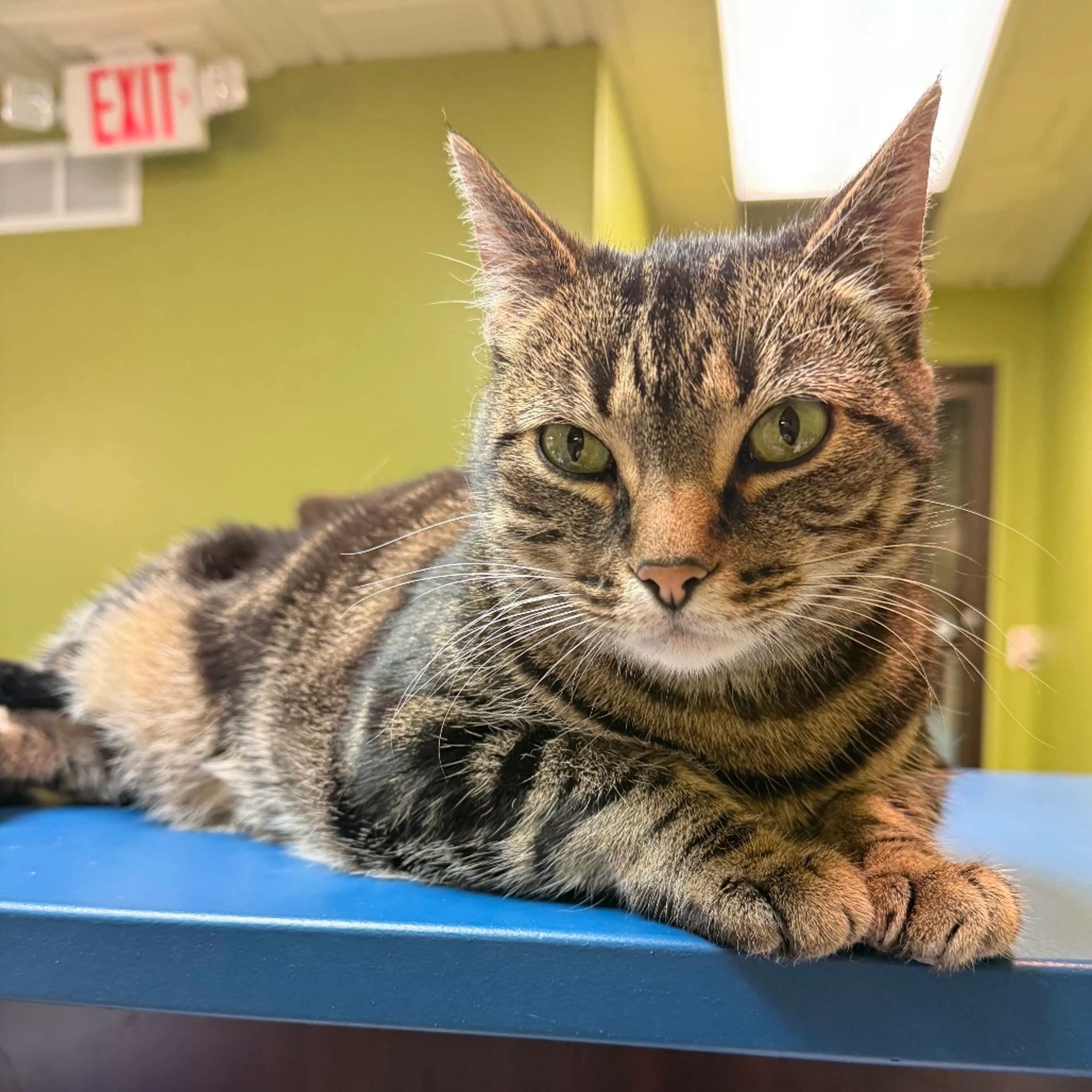 Found pet-4