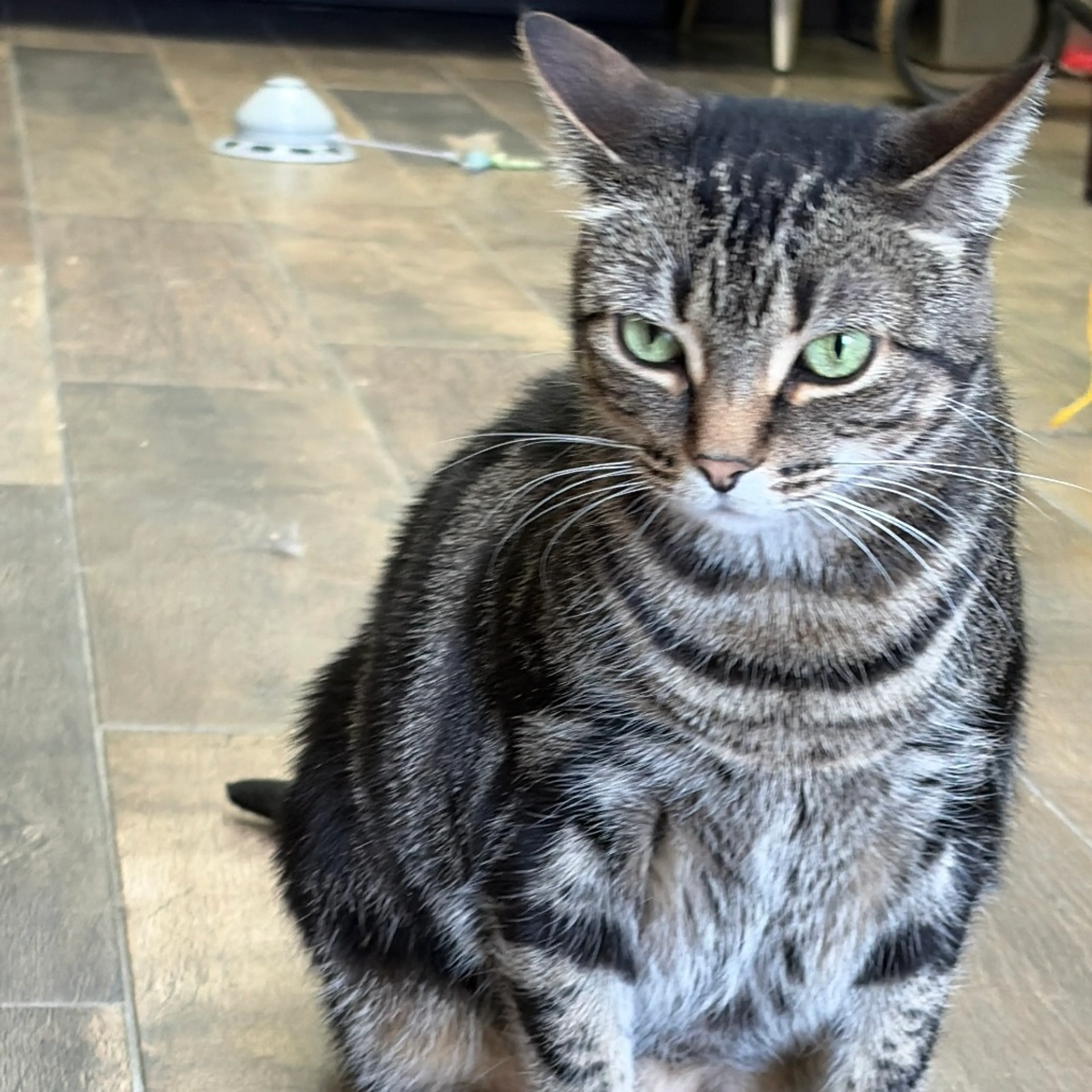 Found pet-7