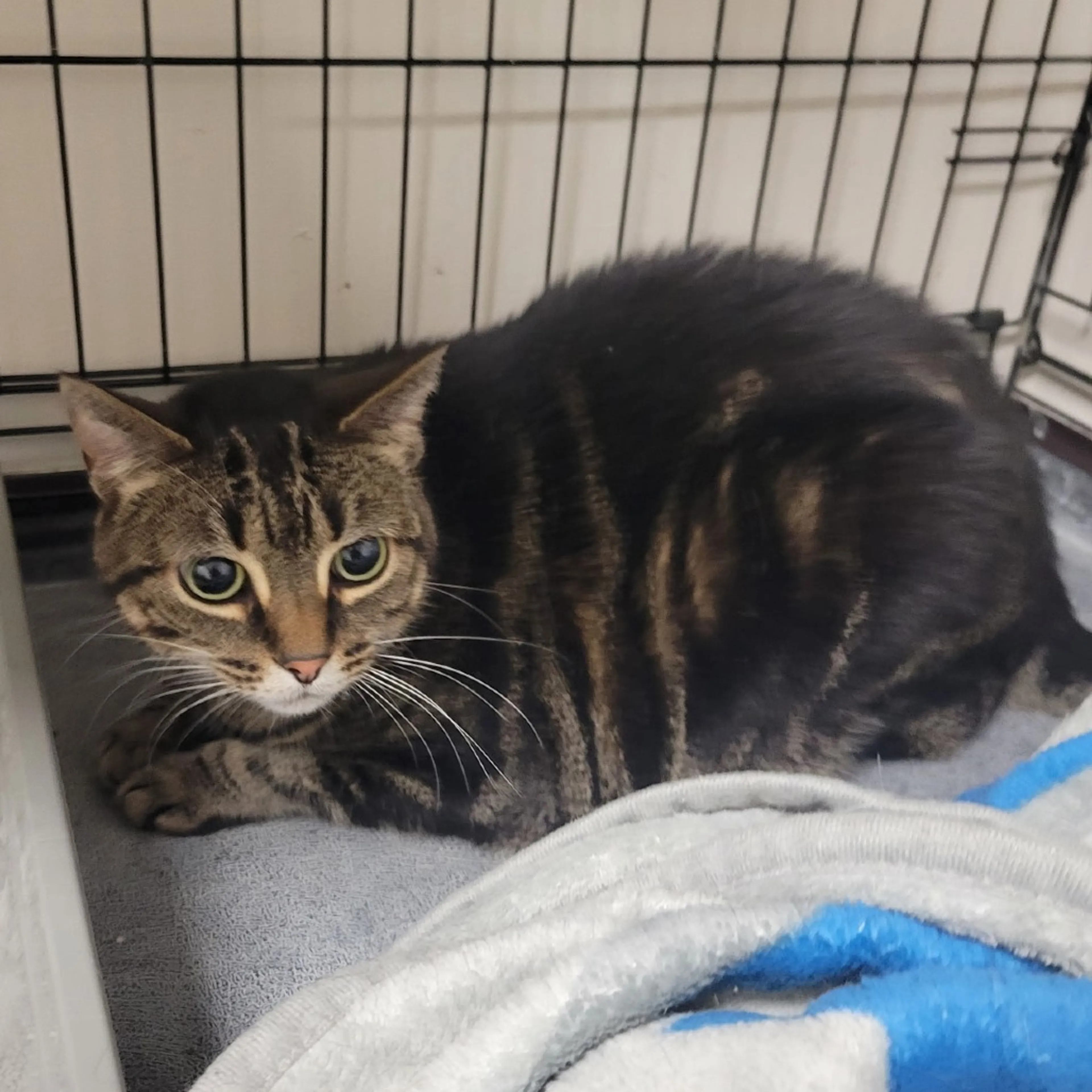Found pet-1