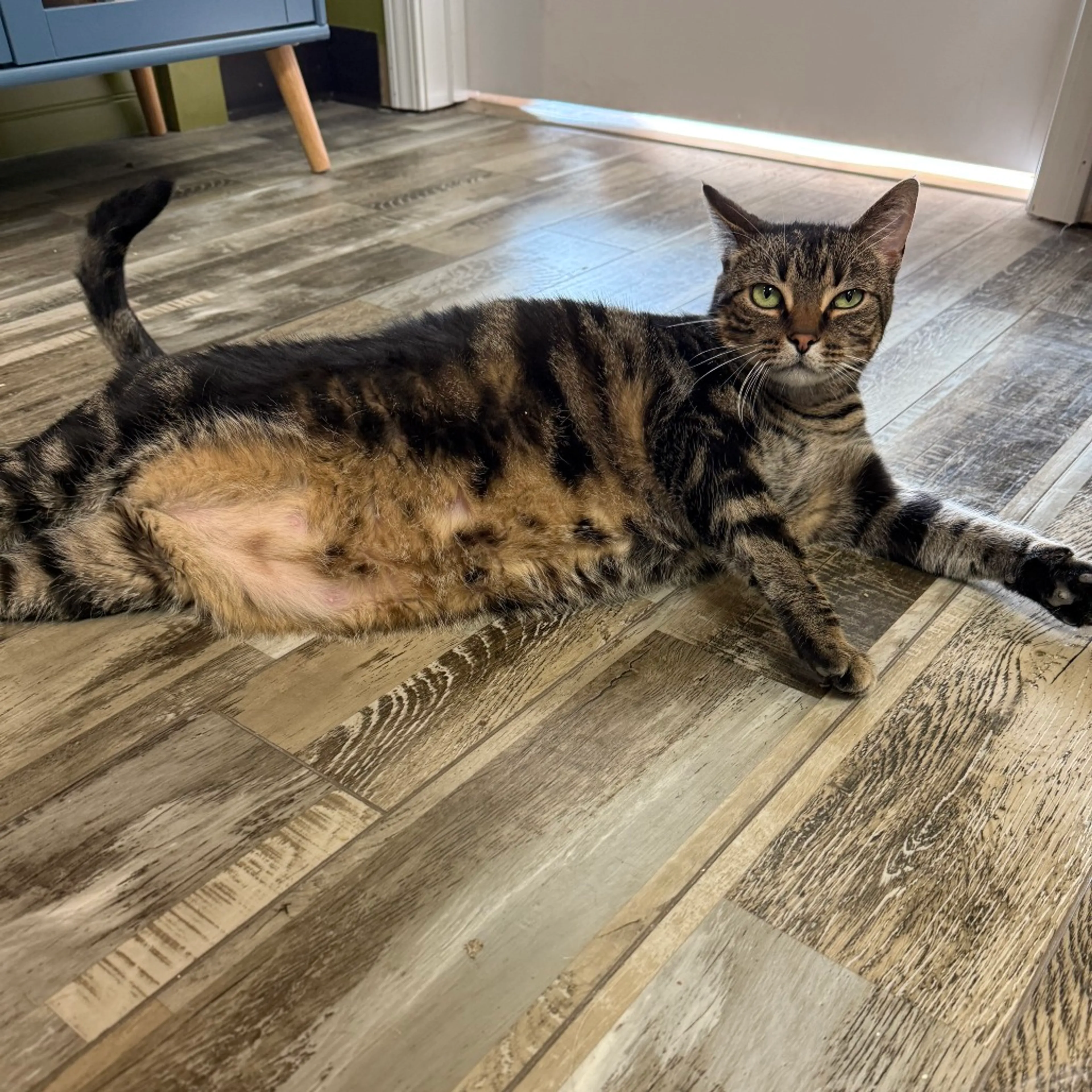 Found pet-3