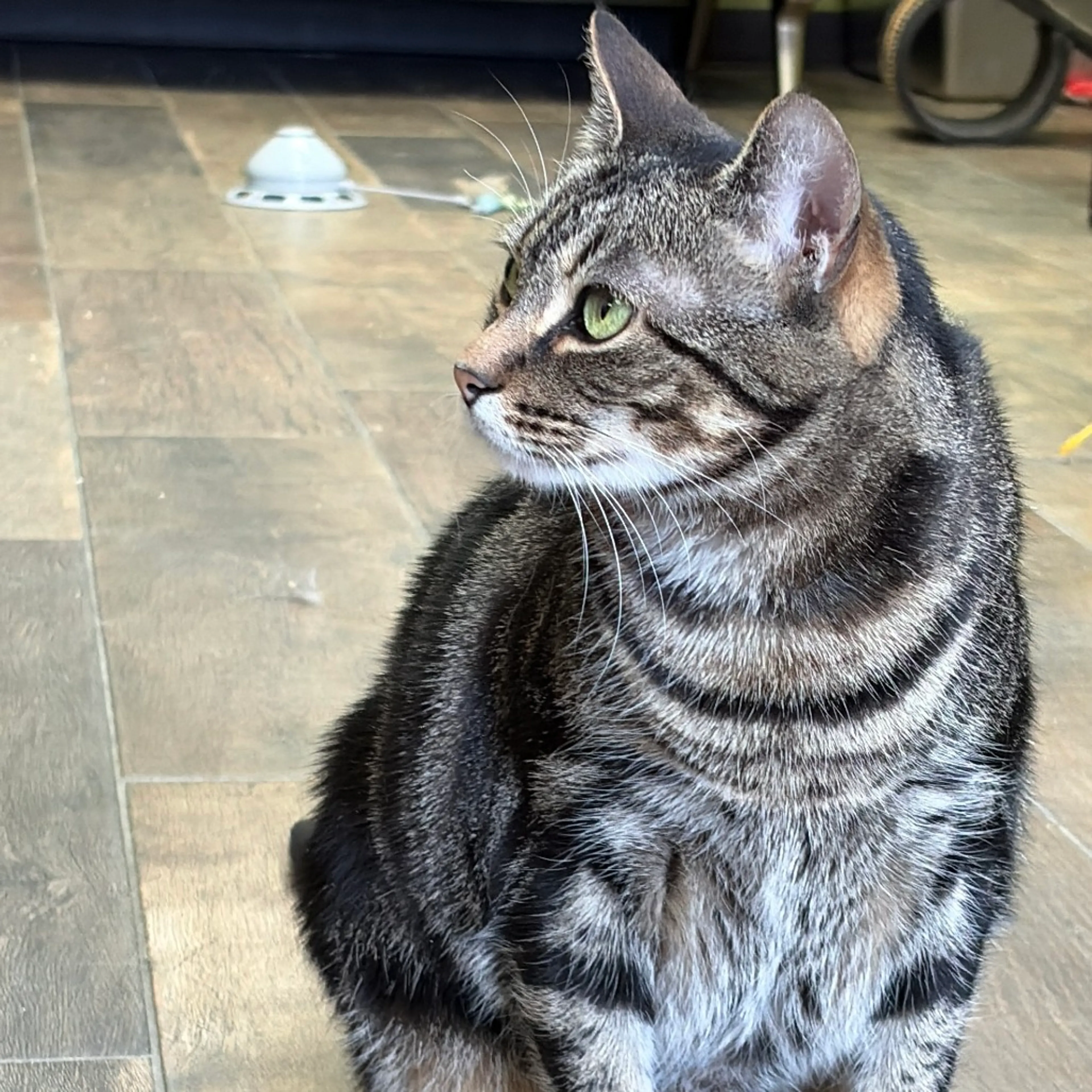 Found pet-6