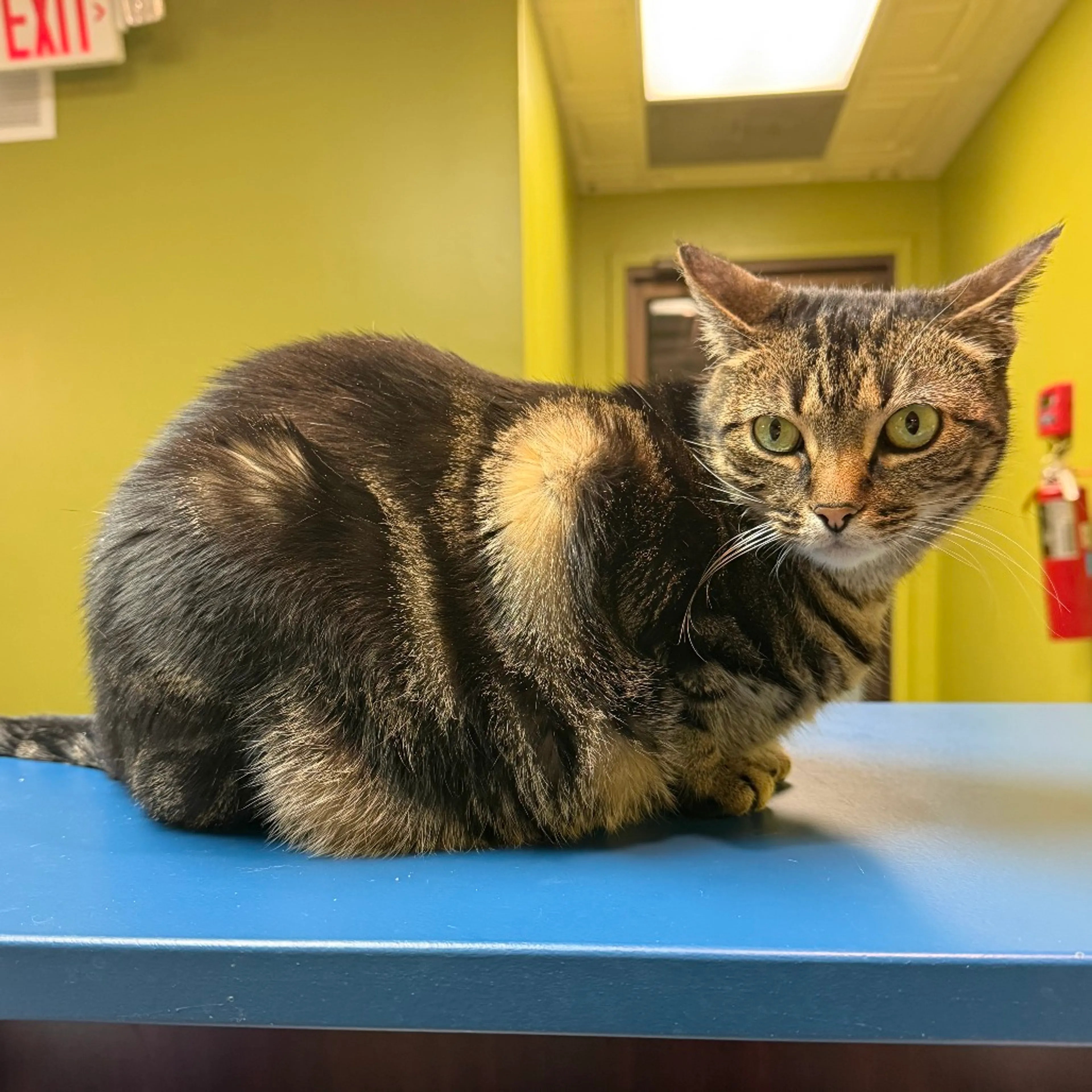 Found pet-5