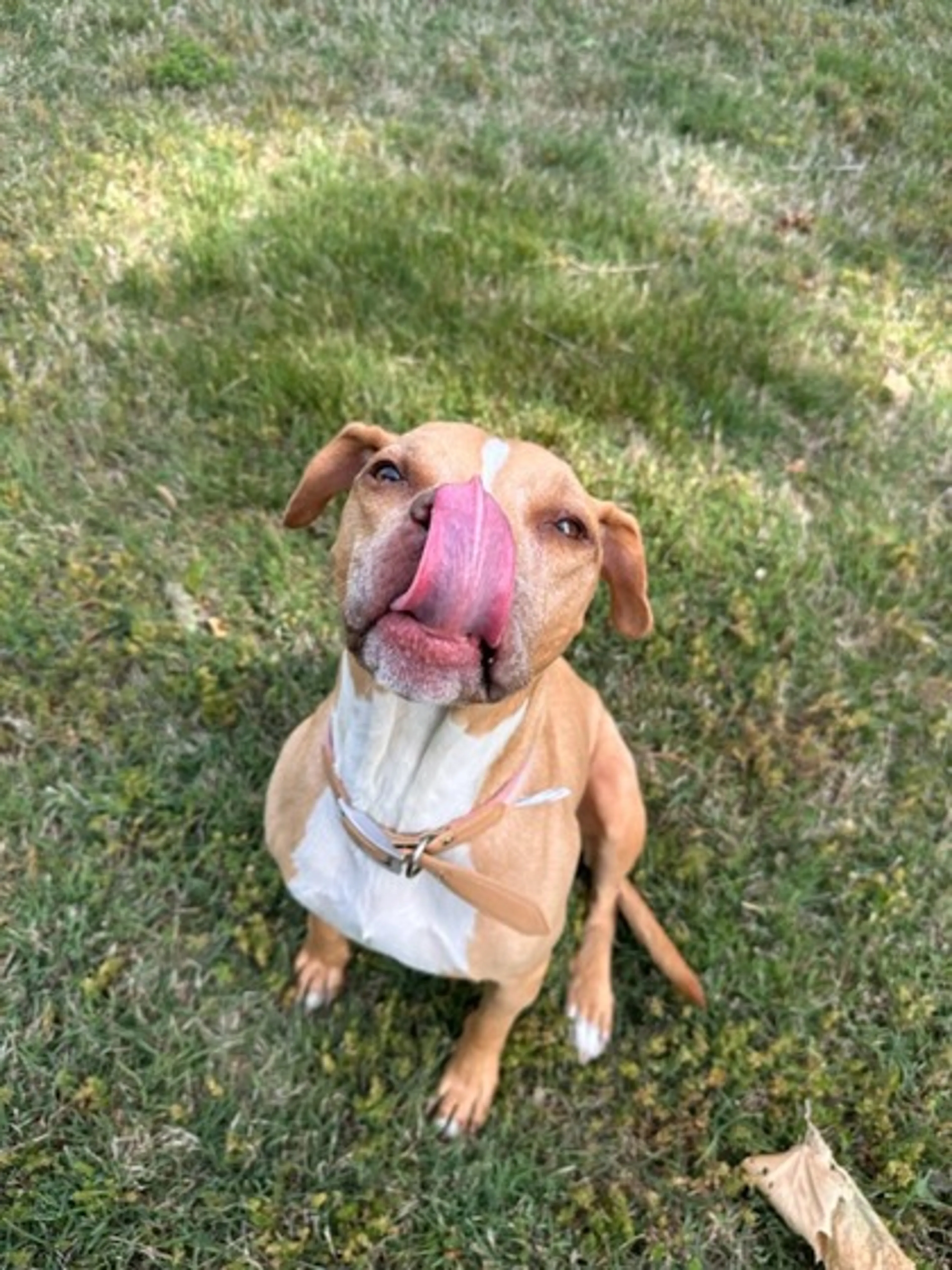 Found pet-0
