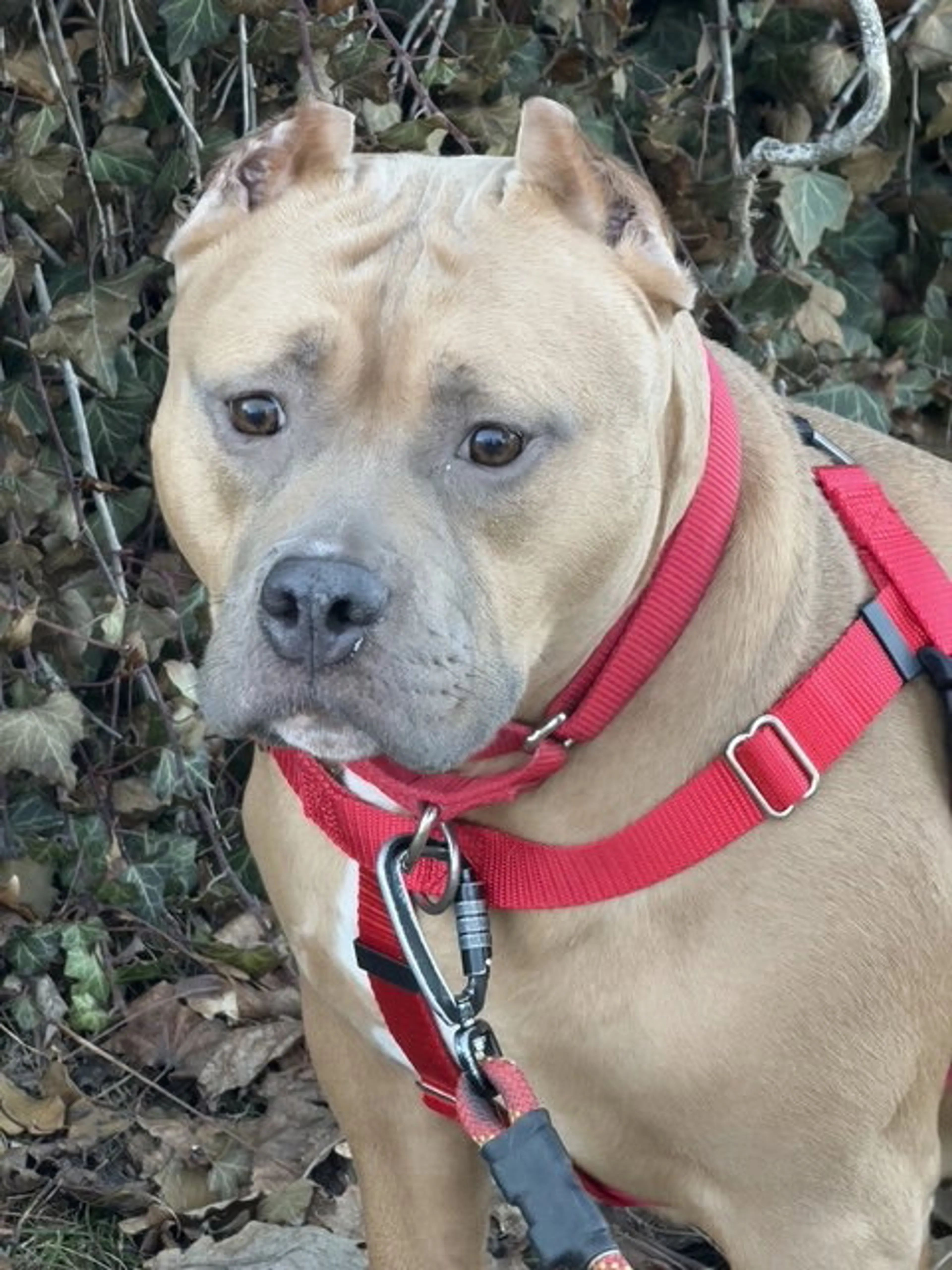 Found pet-1