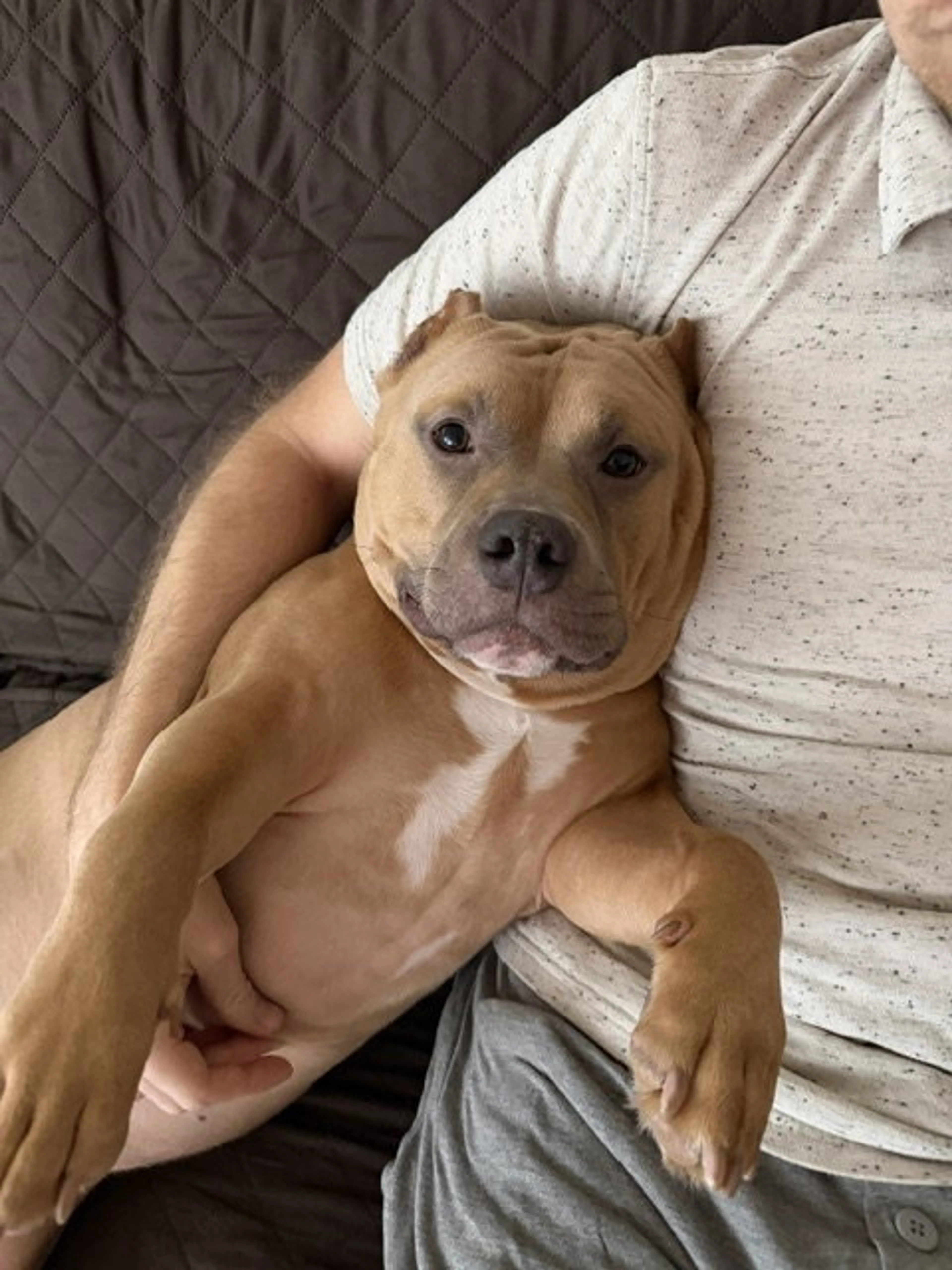Found pet-3