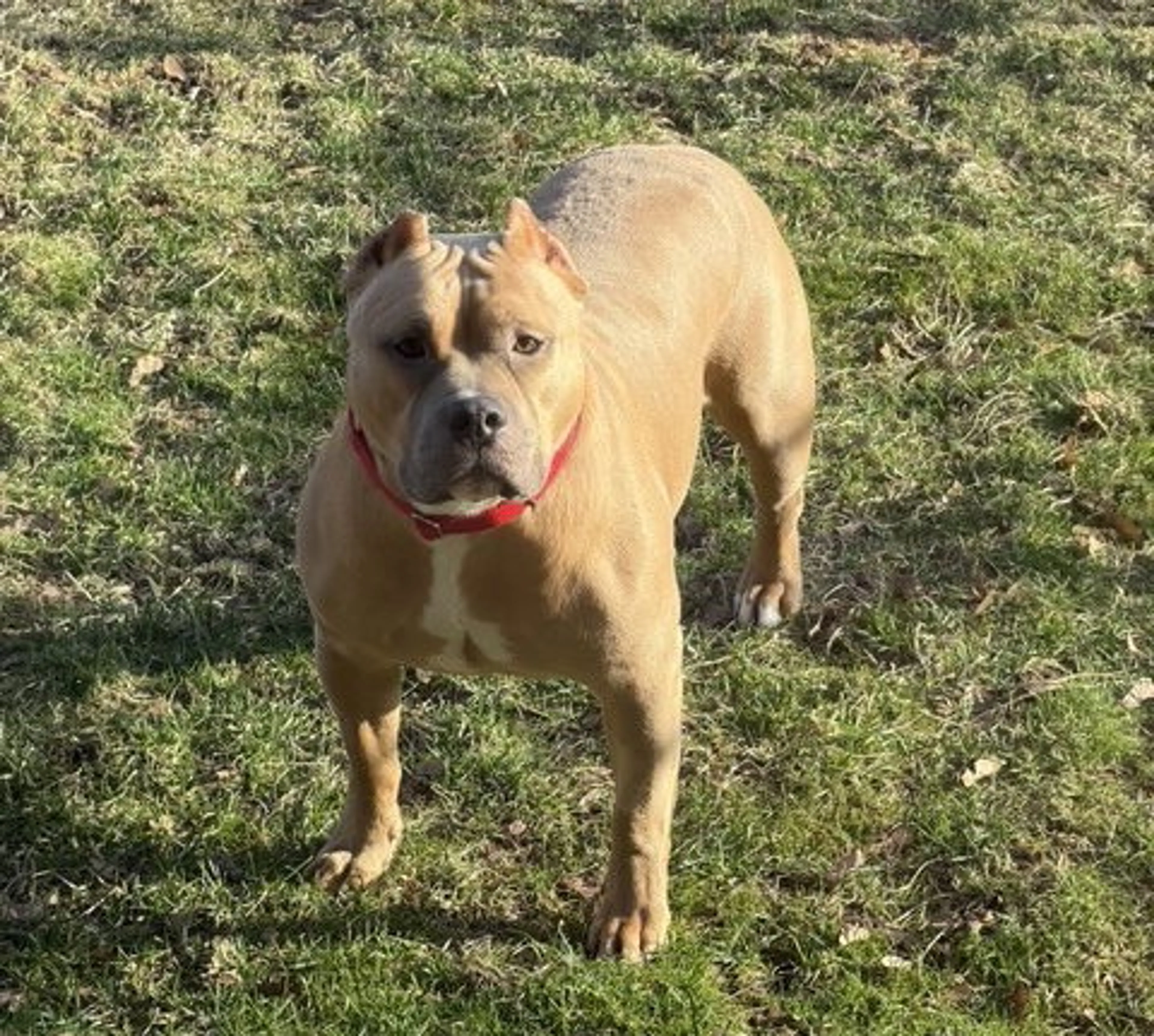 Found pet-2