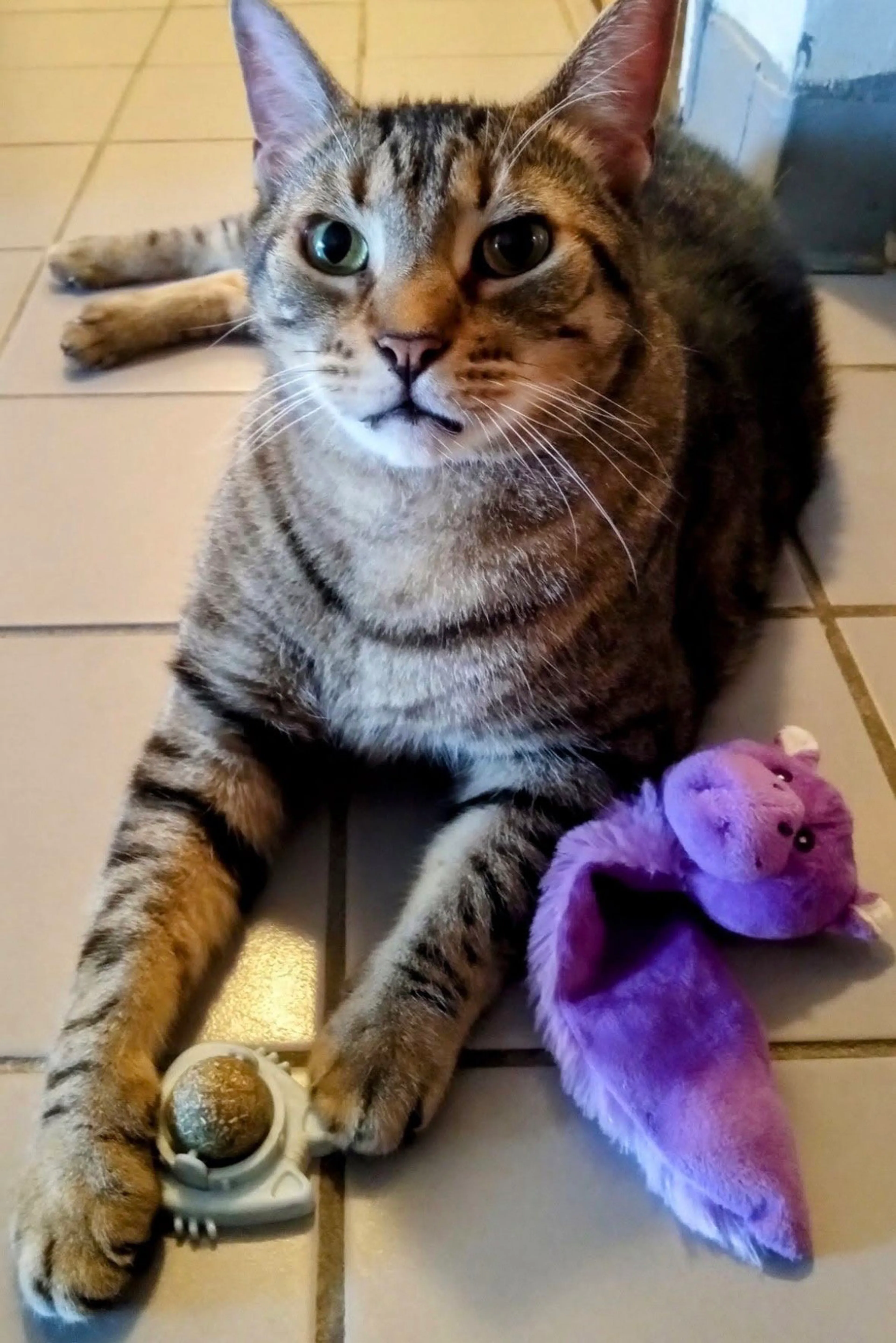 Found pet-0