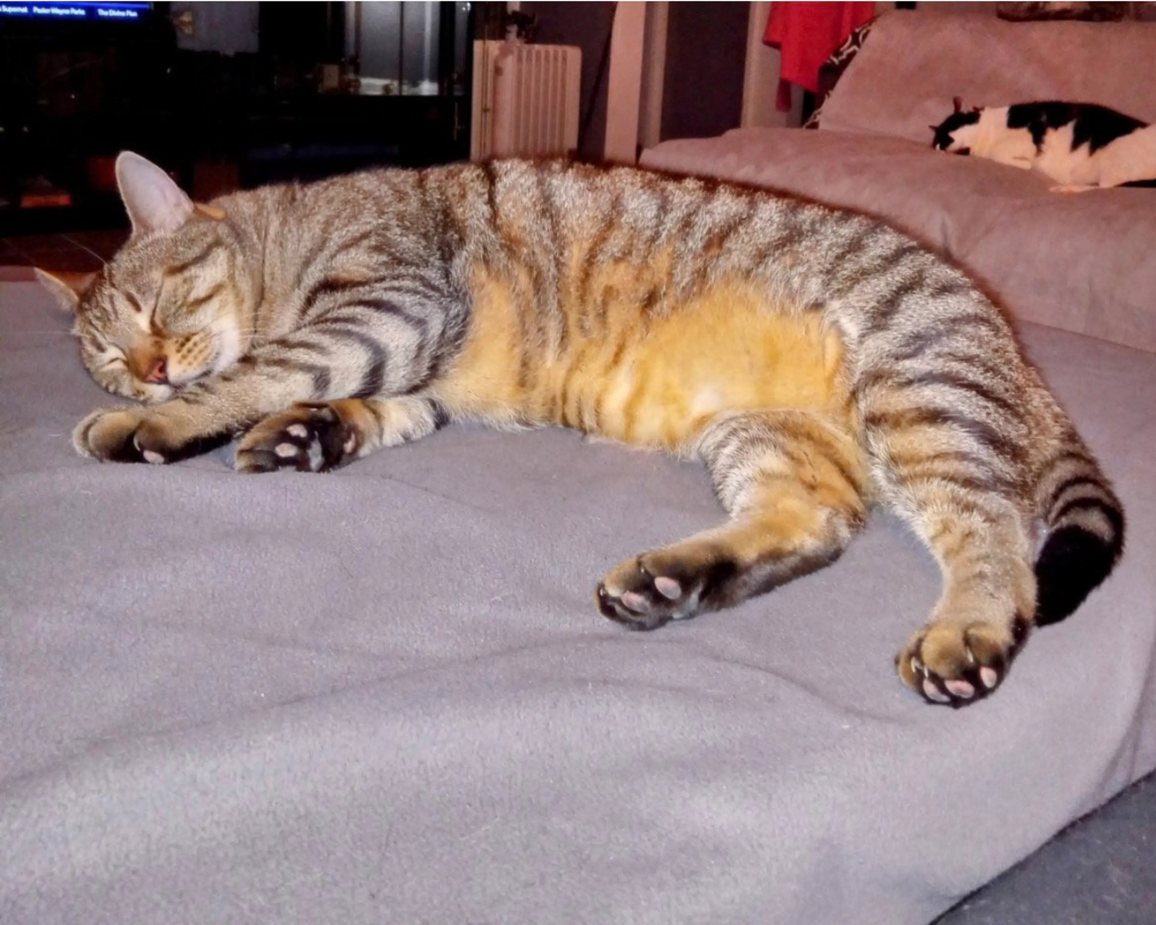 Found pet-1