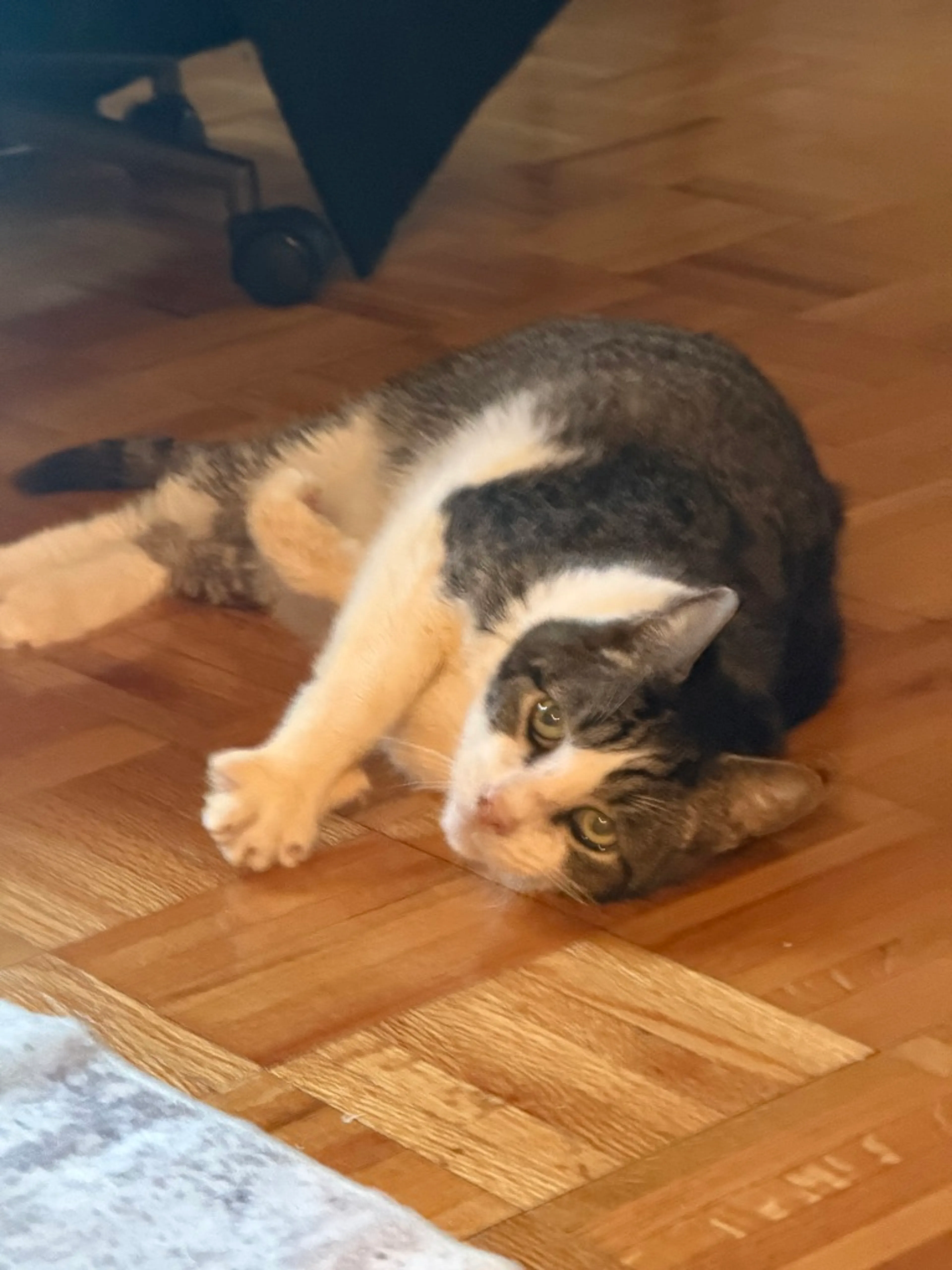 Found pet-3