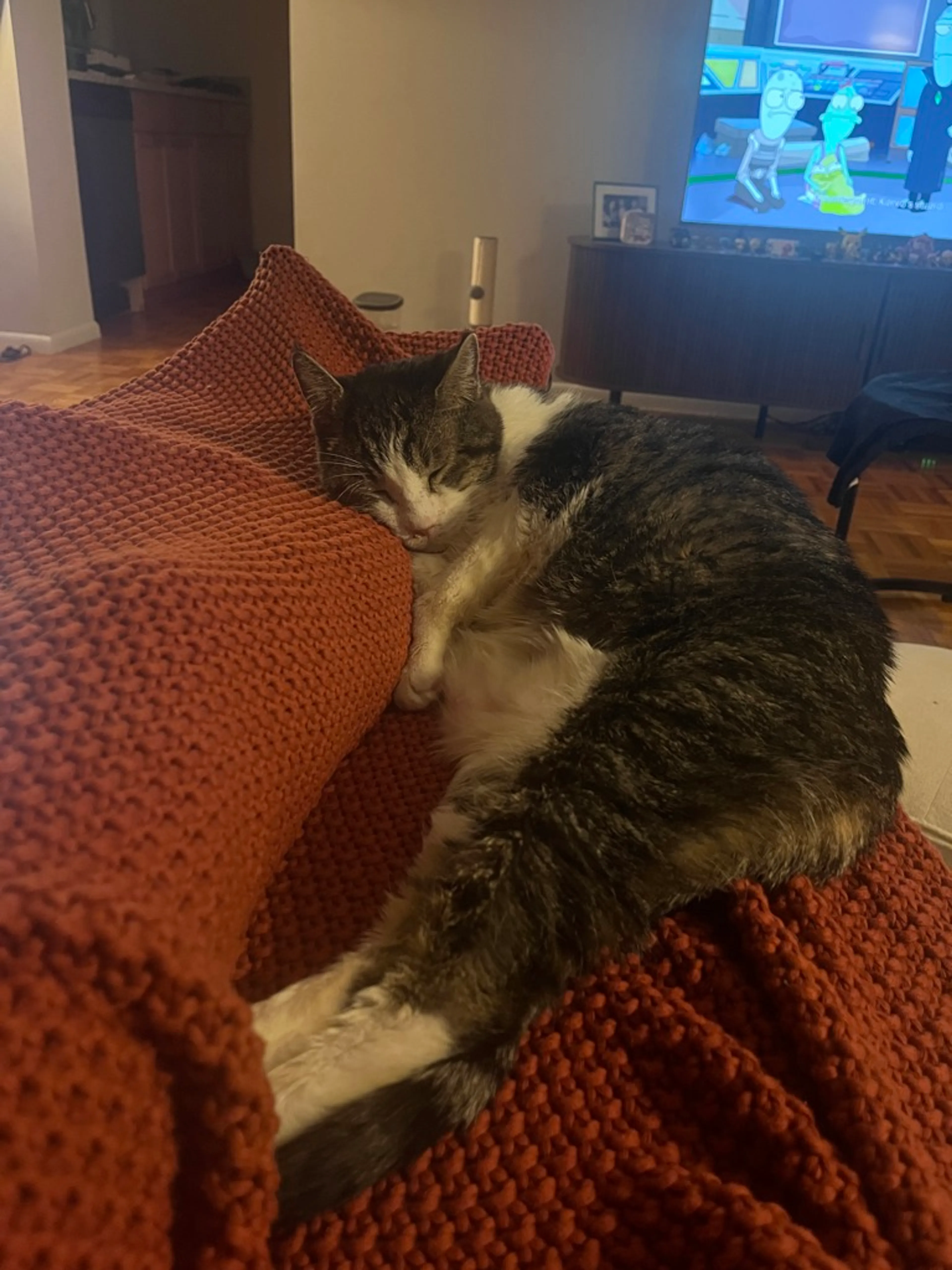 Found pet-1