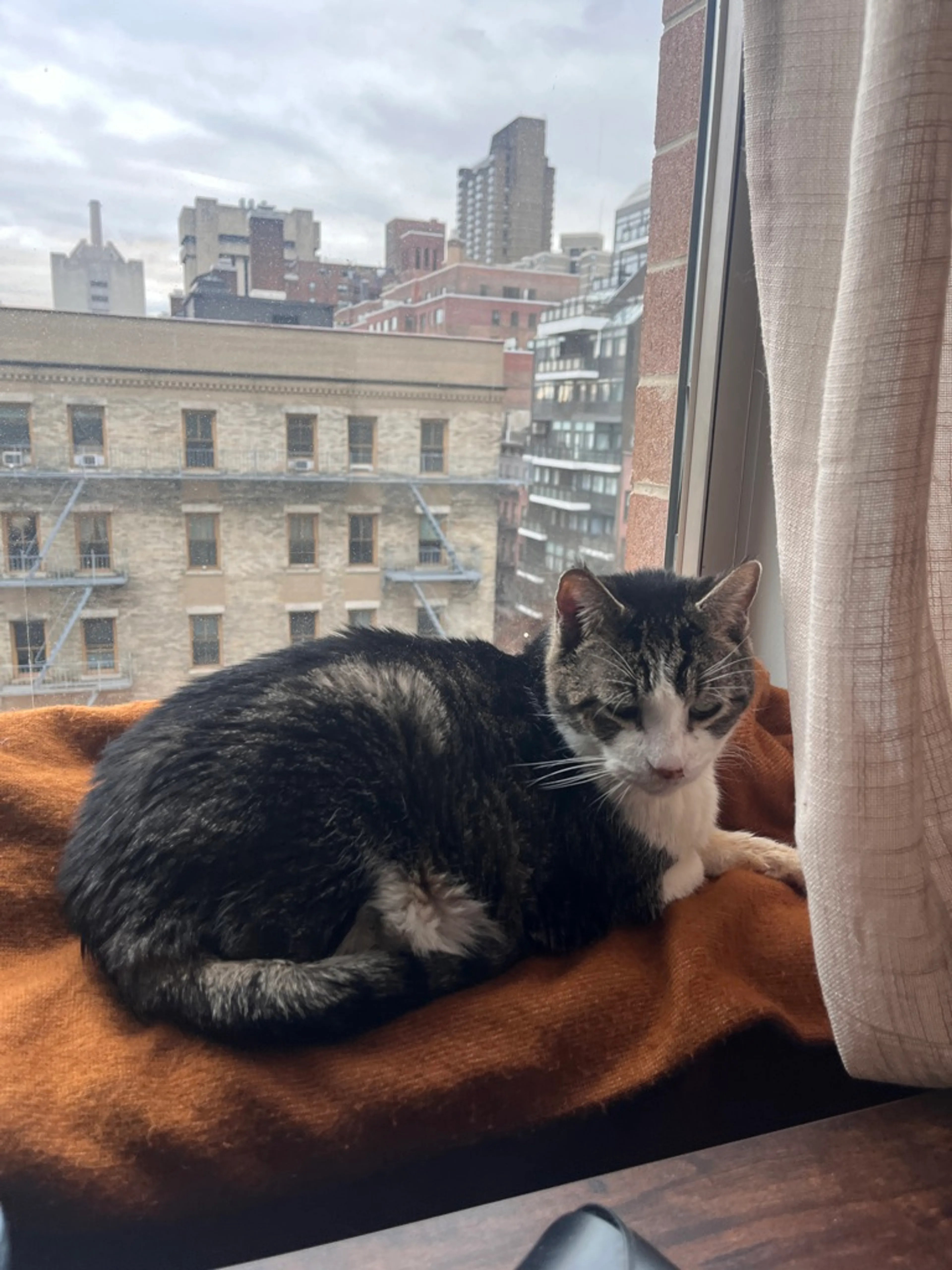 Found pet-2
