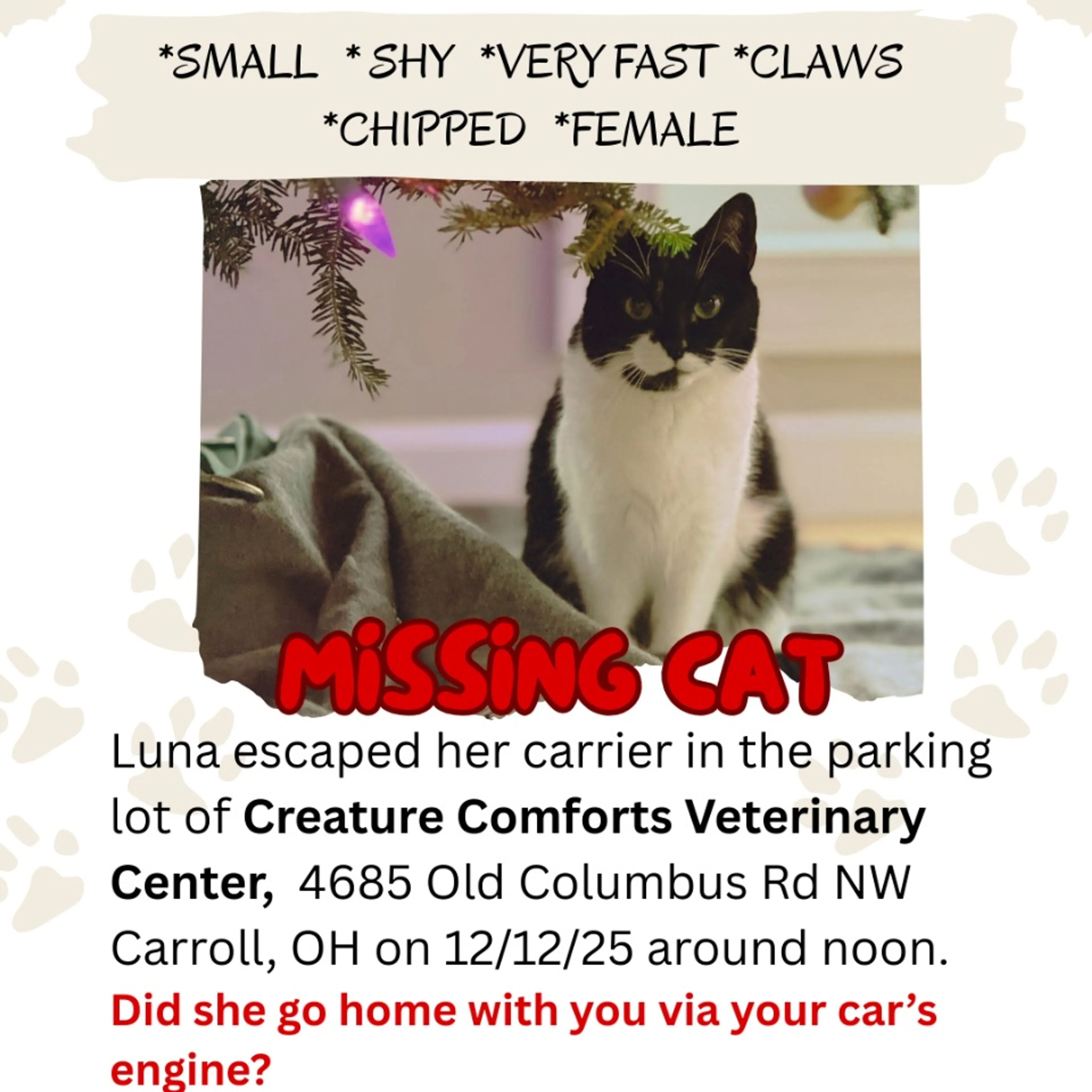 Lost pet-0