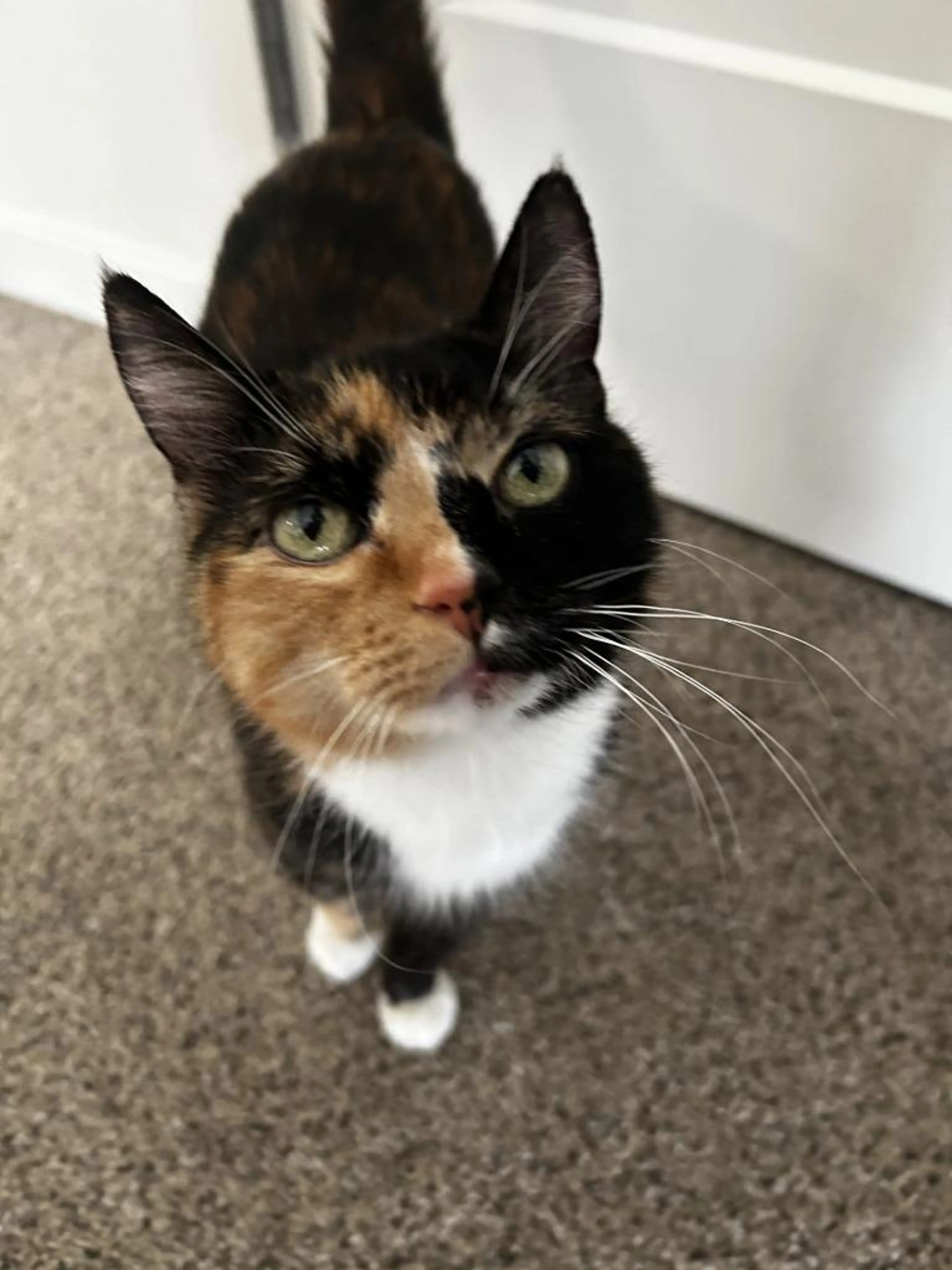 Found pet-3