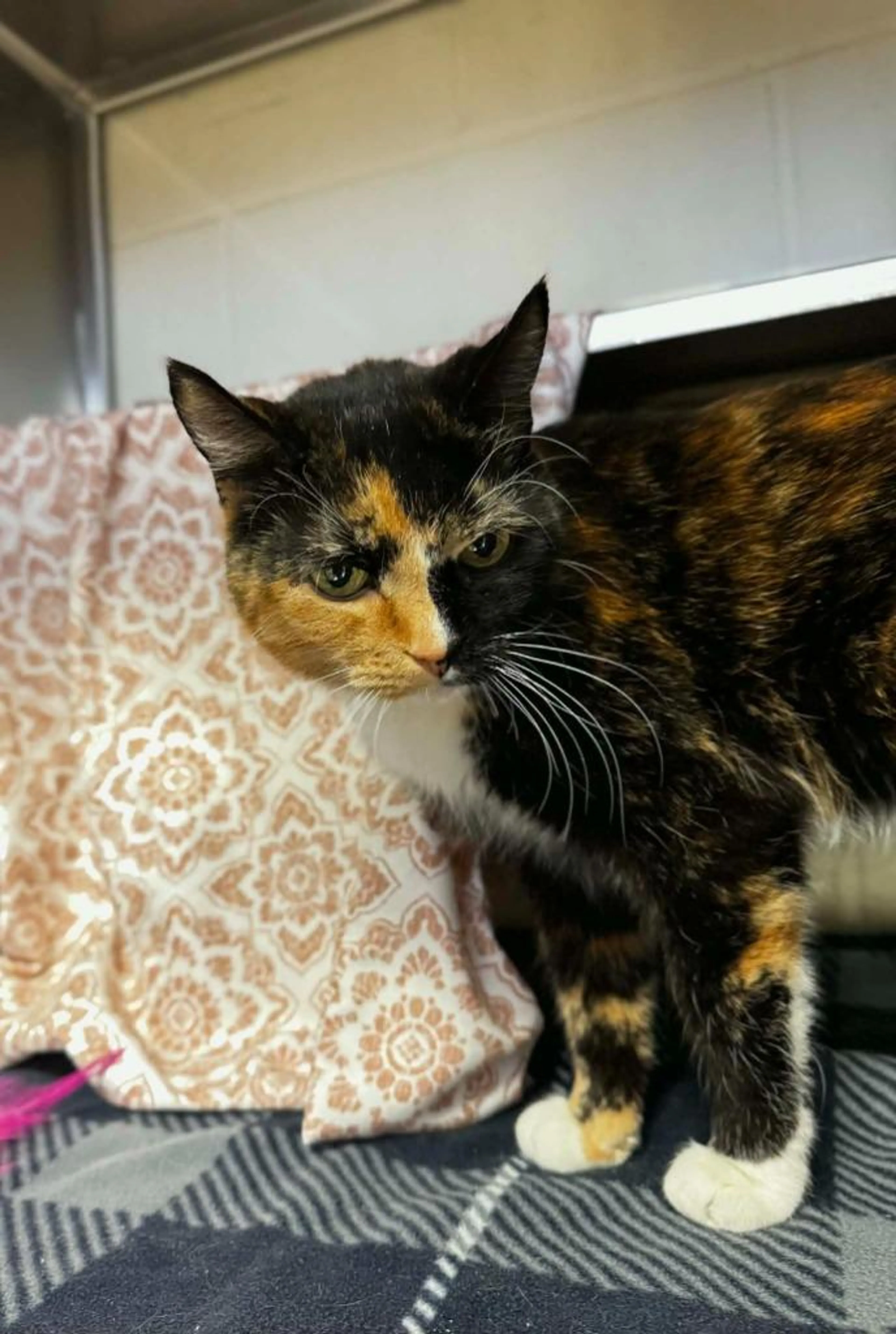 Found pet-1