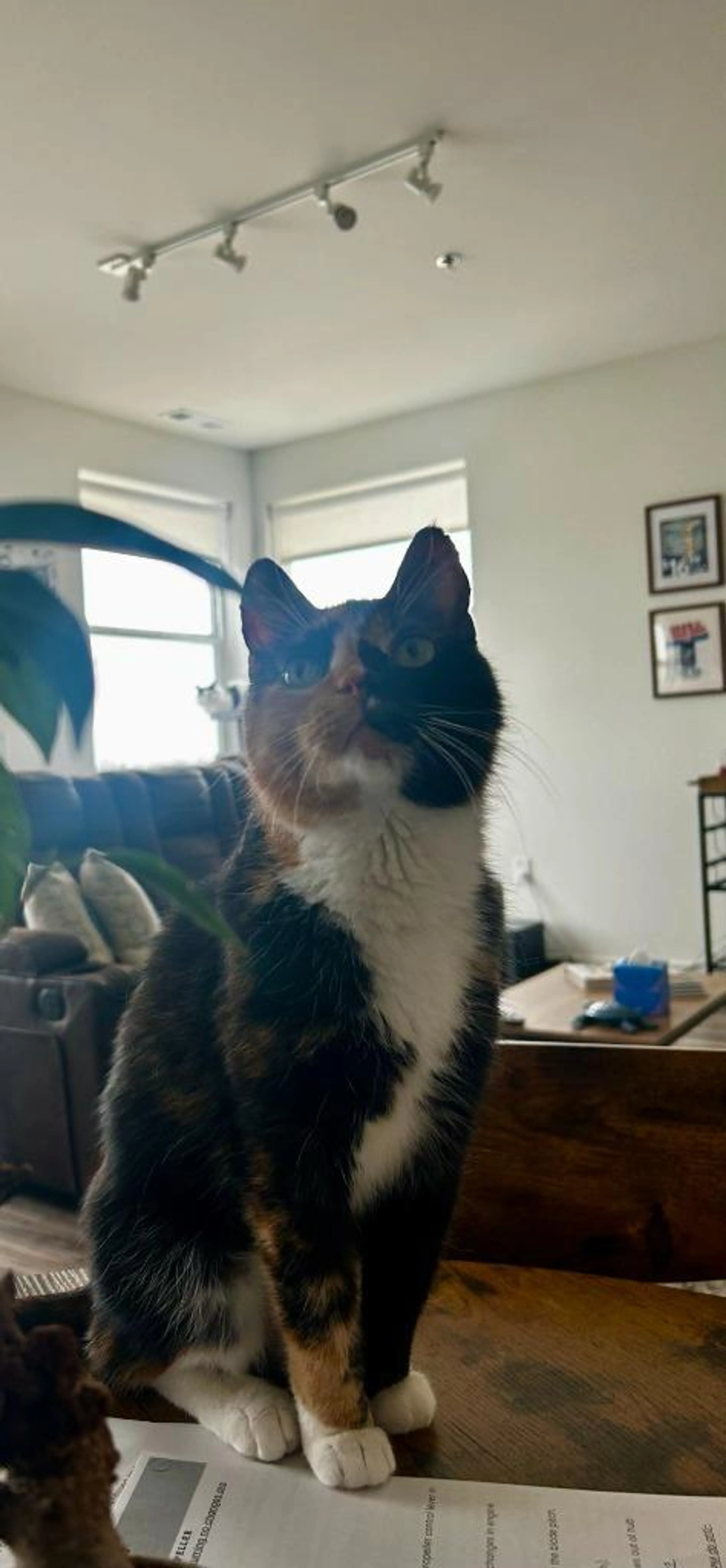 Found pet-2