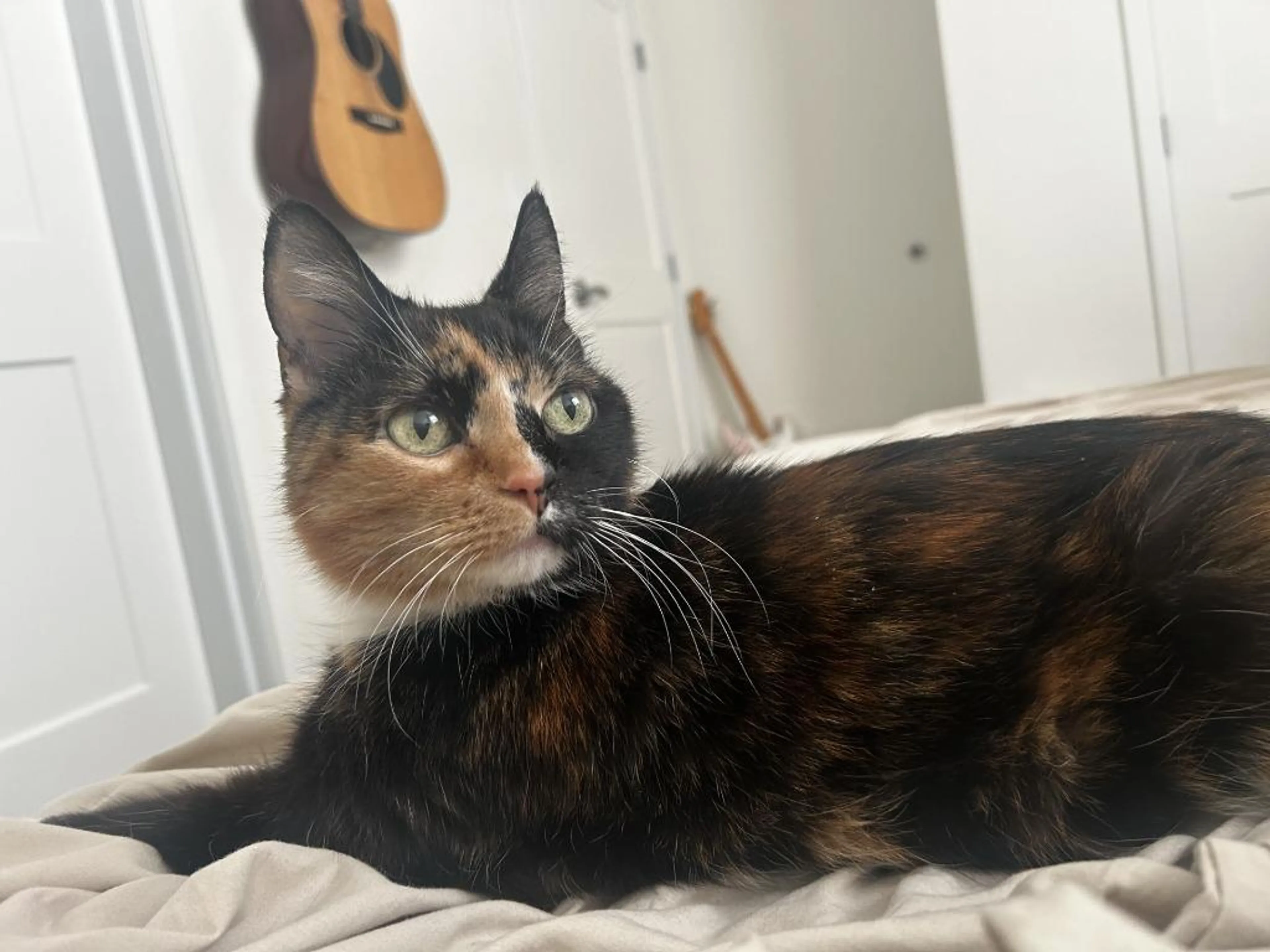Found pet-0