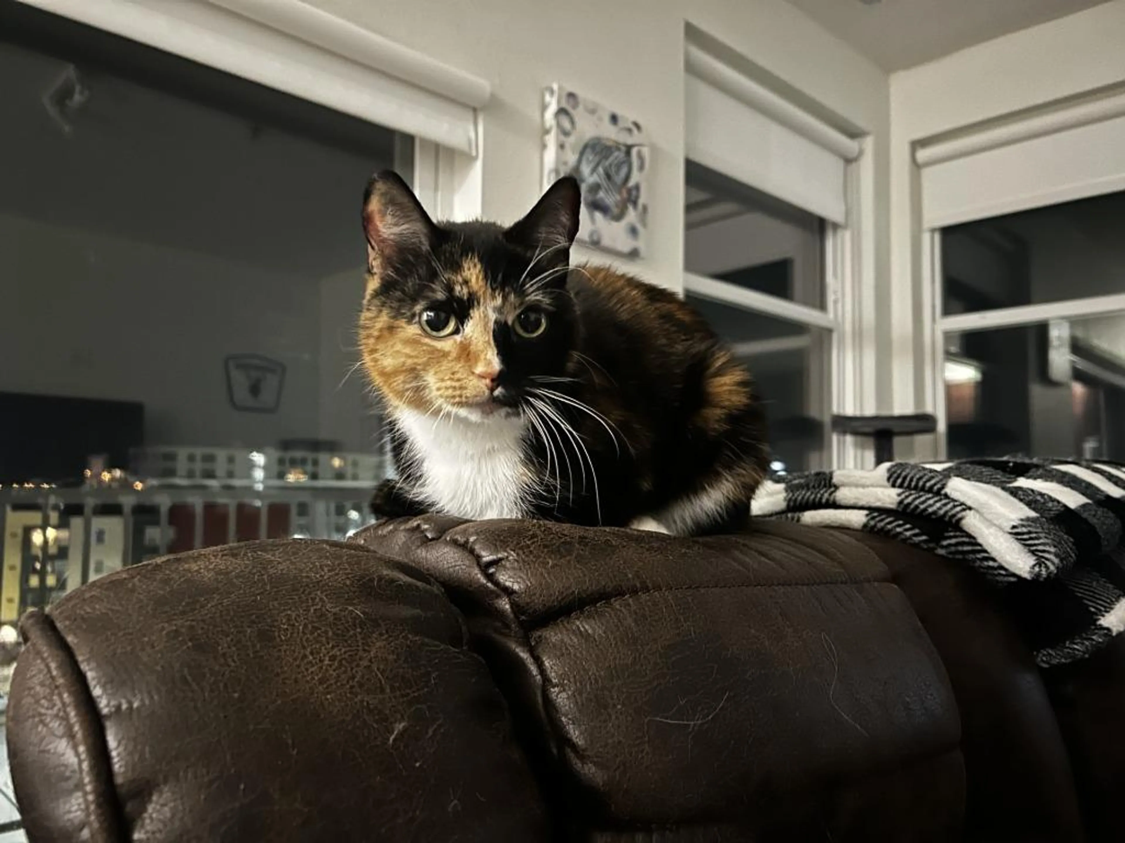 Found pet-4